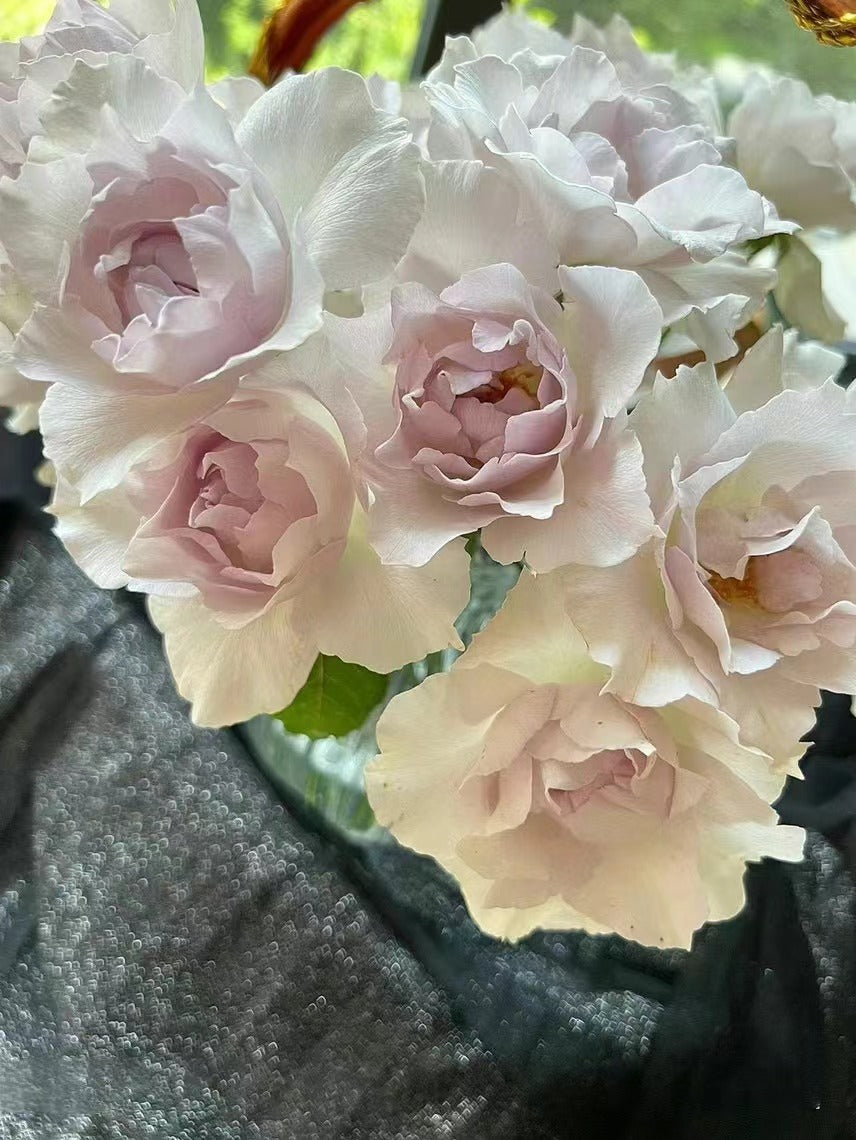 Rose｛Saphiret |サフィレット｝-1.5 Gal Rare Japanese OwnRoot 青云｜New varieties| Cold Resistant Wavy Bloom| Ruffle lace| Long Flower| Delicate|莎菲天使