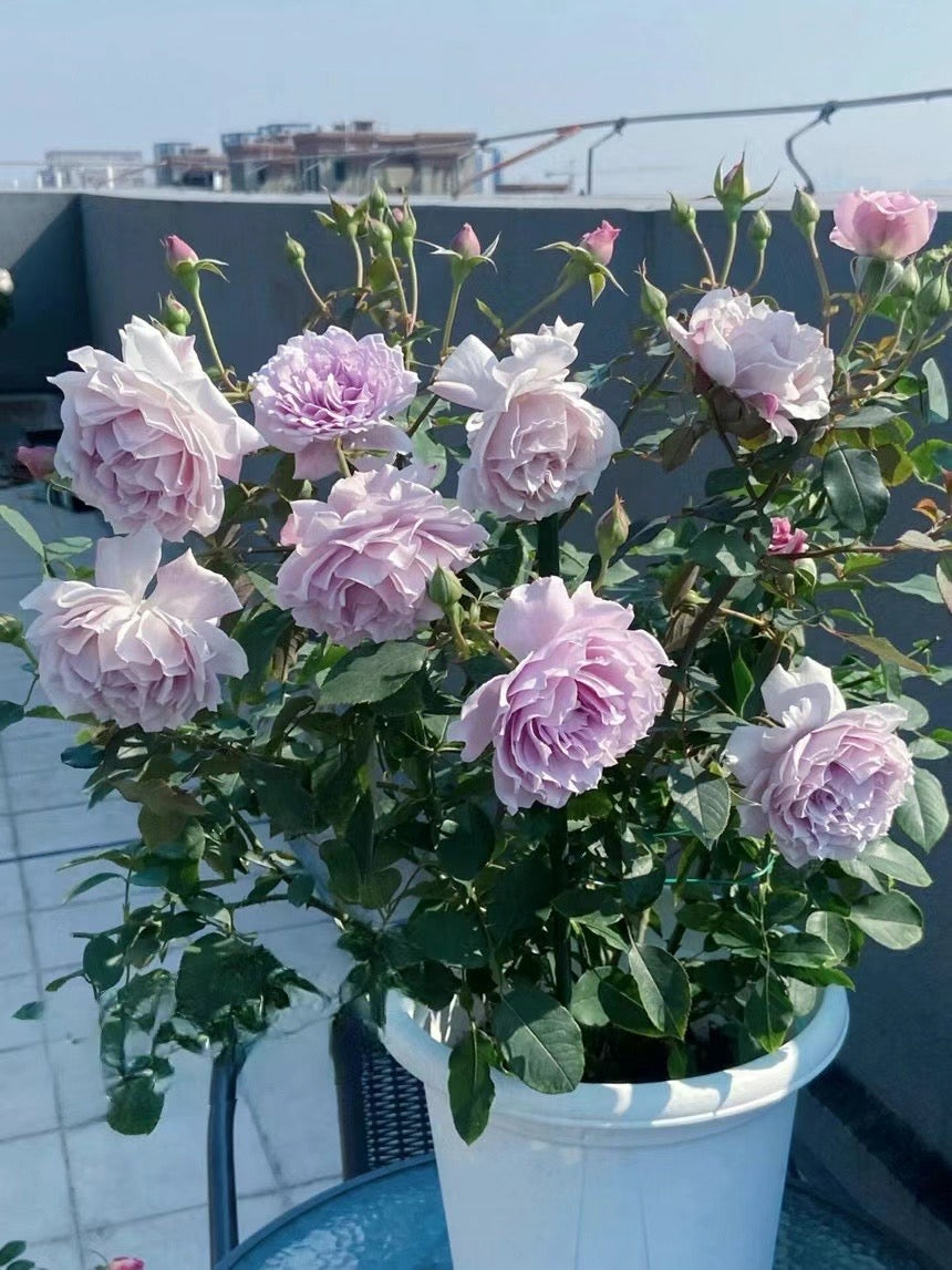 Trend Rose{ Libellula | リベルラ}-Japanese Rare OwnRoot 1-1.5Gal | Ruffle Lace| Especially| 蜻蜓| 今井ナーセリー | 木立バラ| Thornless| Sun Tolerant|