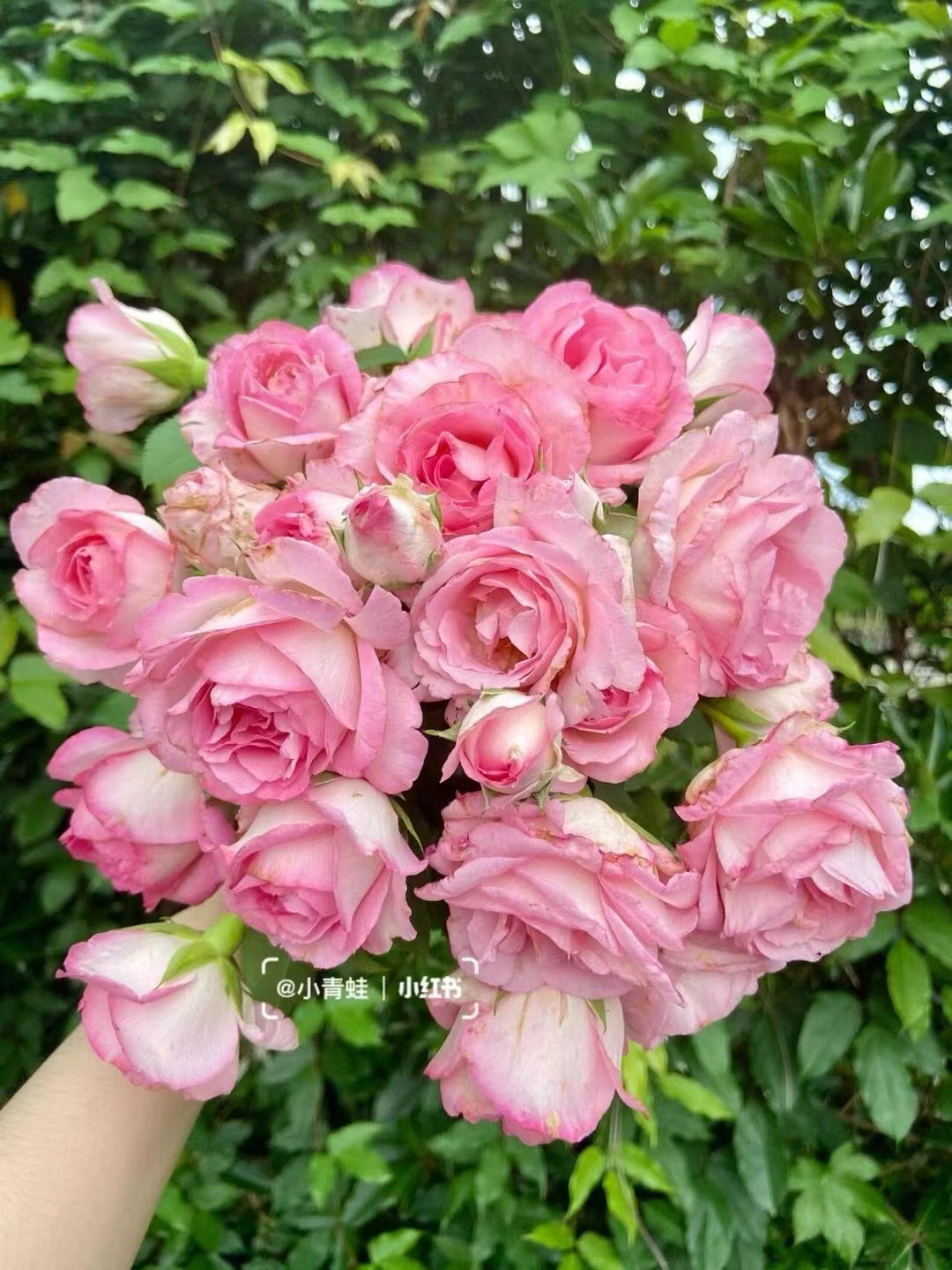 Rose【Rien Rose| リアン・ローズ| 絆 】-1.5 Gal OwnRoot LivePlant| Sumiko Kawamoto| 河本绊| Intense Fragrance| Less Thorns| Floribunda Rosa| Ruffle Lace