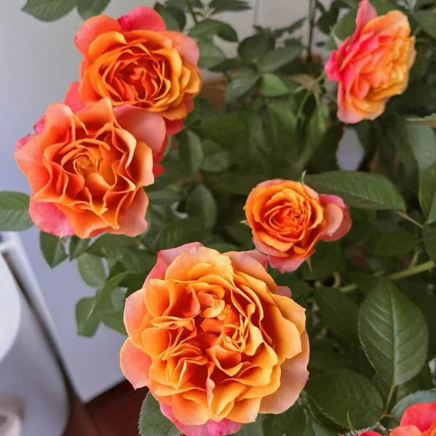 Rose【El Paso Forever】- 2 Gal Own Root LivePlant｜Award-winning| Thornless | 艾帕索| Heat Resistant| Denmark Rosa| Large Flower| Floribunda Rose