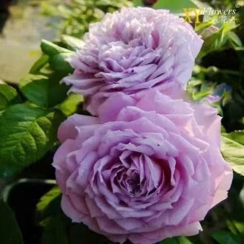 Rosa [Le Ciel Bleu| ルシエルブルー] -OwnRoot| Strong Adaptability| Repid Glowth| Damask| 蓝色天空| Rain-Resistant| Cold Resistant| Bloom Repeatedly| 天空