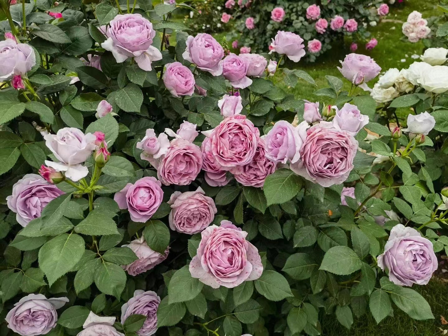 Rosa 【Blue Storm| Shinoburedo|しのぶれど】 - 1.5Gal OwnRoot| Fragrance| Strong Adaptability| Heat-Resisting| Repeated Flowering| LessThorn| 蓝色风暴 2016