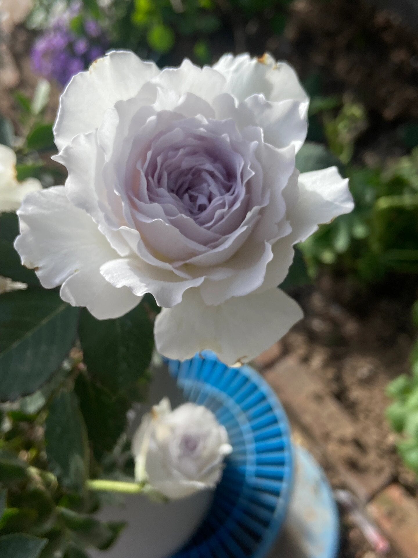 RARE Rose {Gabriel} - ガブリエル | 1Gal + OwnRoot | Award-winning 加百利大天使| Thornless| Heat Resistant| Sun Tolerant| Strong Disease Resistance| Potting