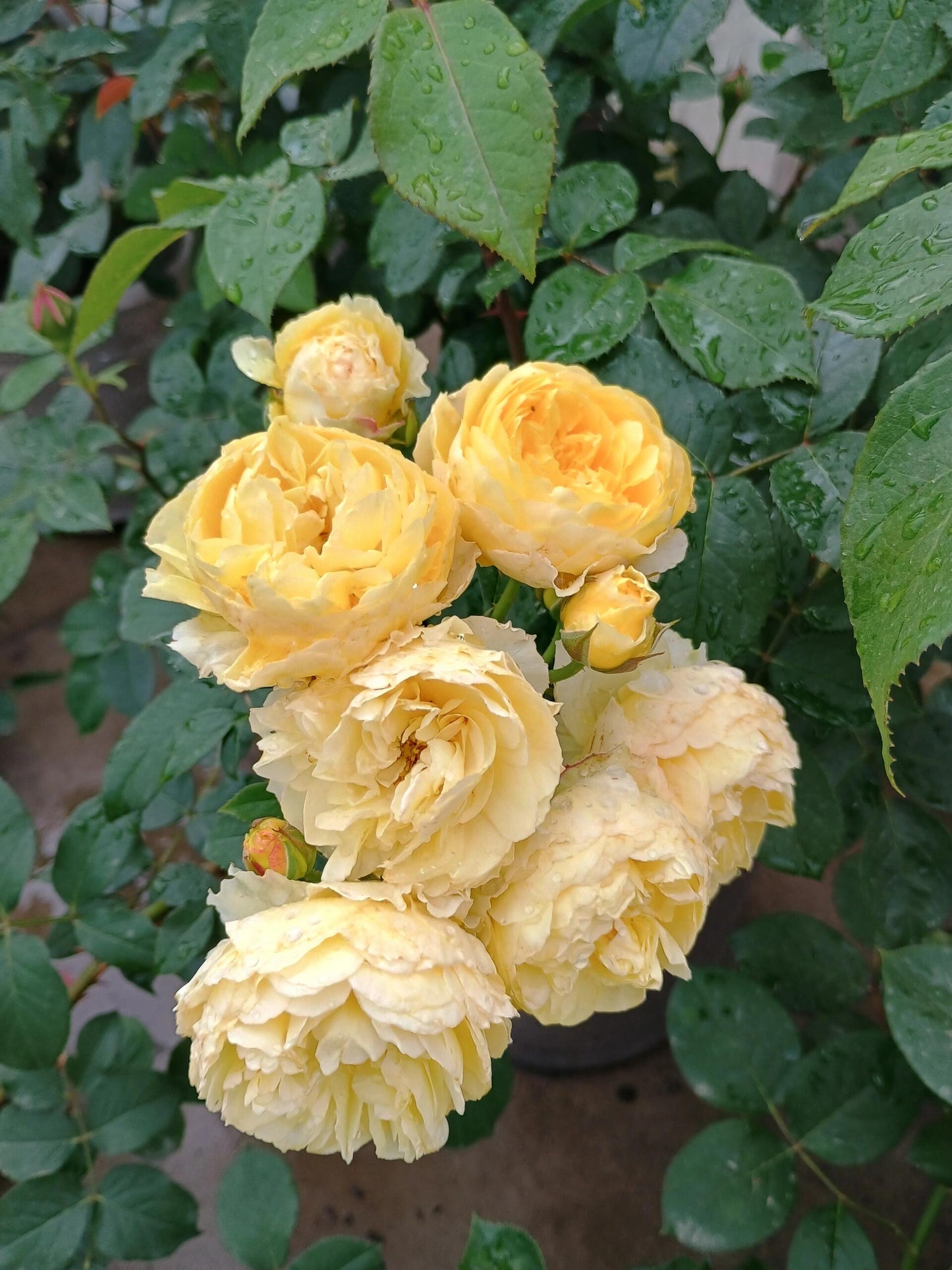 Rose【Kagelou| カゲロウ】- Japanese 2020 New varieties| 阳炎/蜉蝣| Fruity Fragrance| Discoloration| Ruffled bloom| Especially| Floribunda| Redolent|  HeatResistant