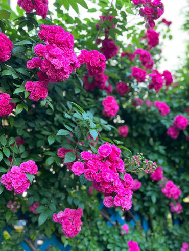Rose【Dinky】-1.5Gal LivePlant｜微不足道｜Grape Rose | Belgian Rose｜ Climbing Rosa