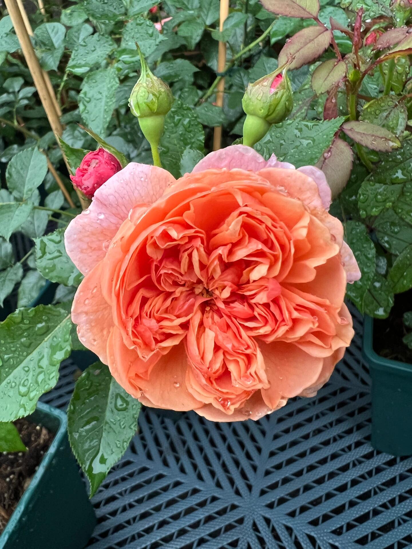 Rose【Silk Road｜シルクロード】- Japanese New Variety 2022｜丝绸之路 | Takunori Kimura｜Small Climbing & Shrubs| Excellent Resistance| Redolent