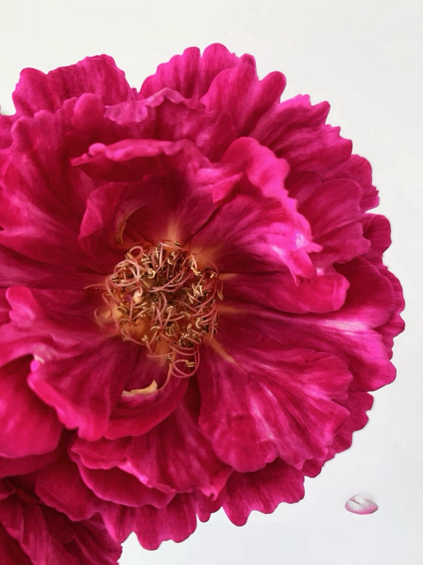 Rose【Ligare｜リガーレ】- 真彩 230| Striped | 领带| Heat Resistant| Intense Fragrance| Peony Bloom| Floribunda | Wave Petals