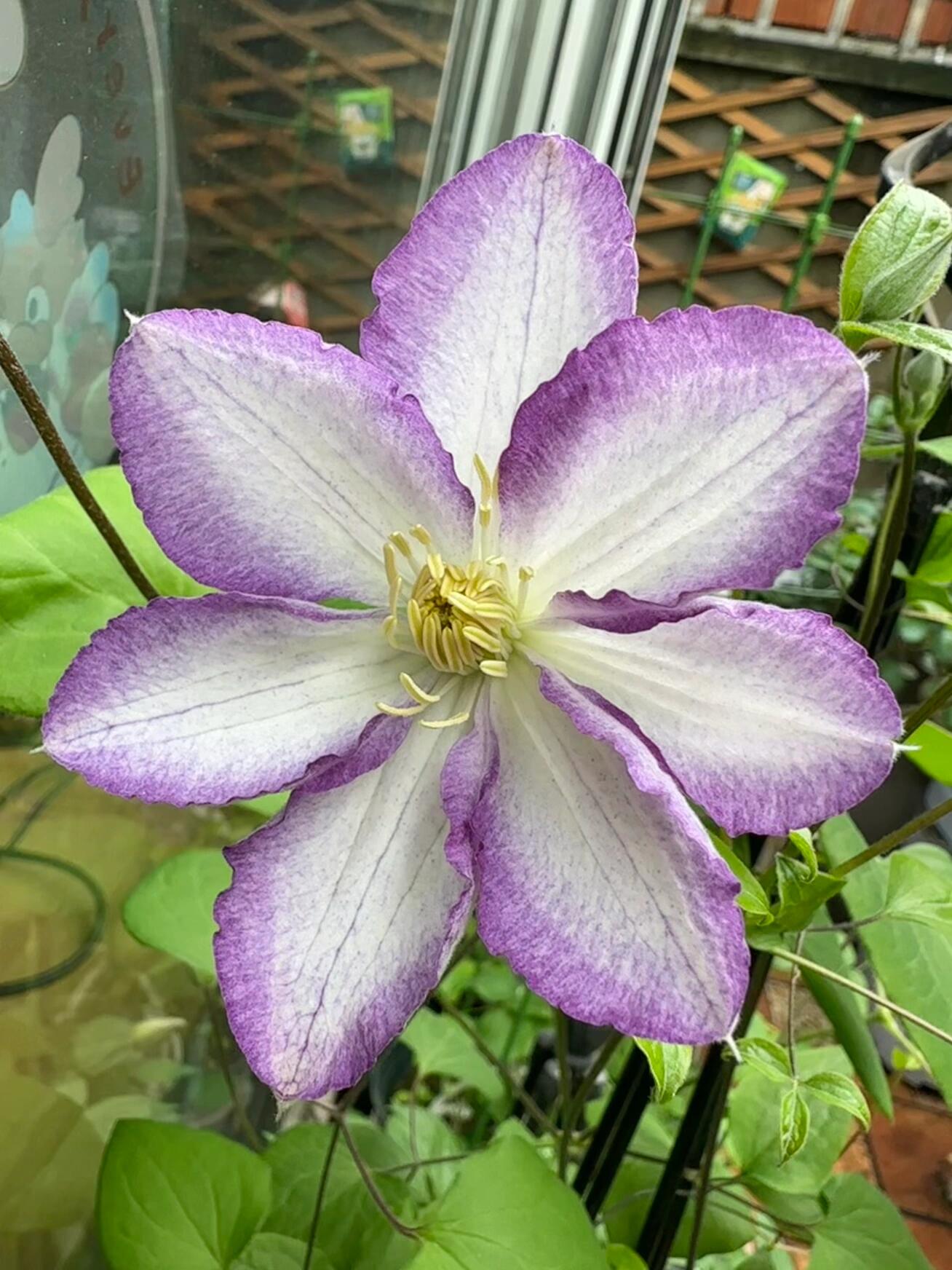 Clematis【Lucky Charm】- 9P Liveplant｜Large Bloom｜