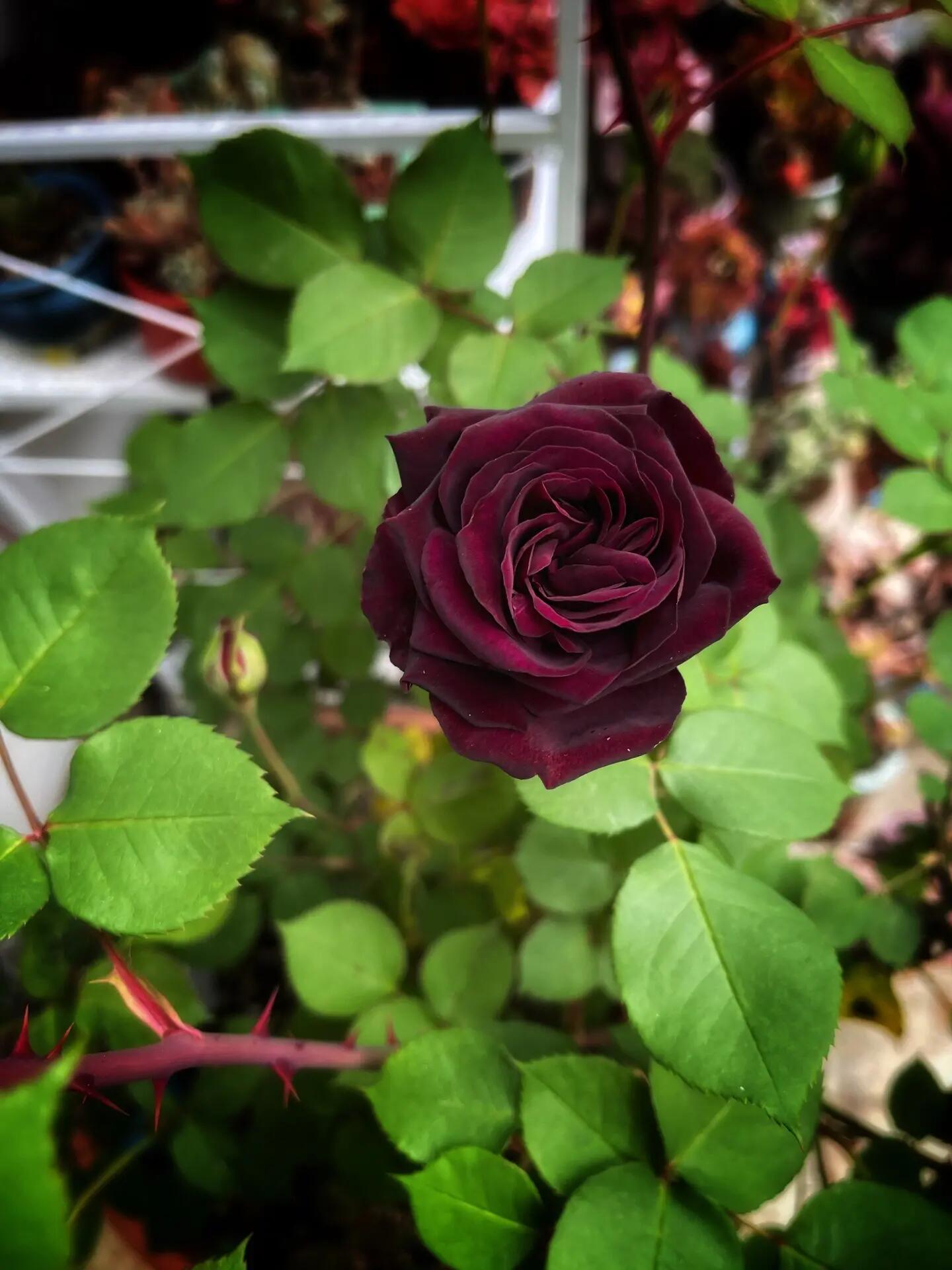 Rose【Louis XIV｜ルイ14世】-OwnRoot LivePlant｜路易十四| Classic Vintage Black Velvet Rose｜Strong Fragrance| Cut Flower| Retro Fuchsia| Balcony