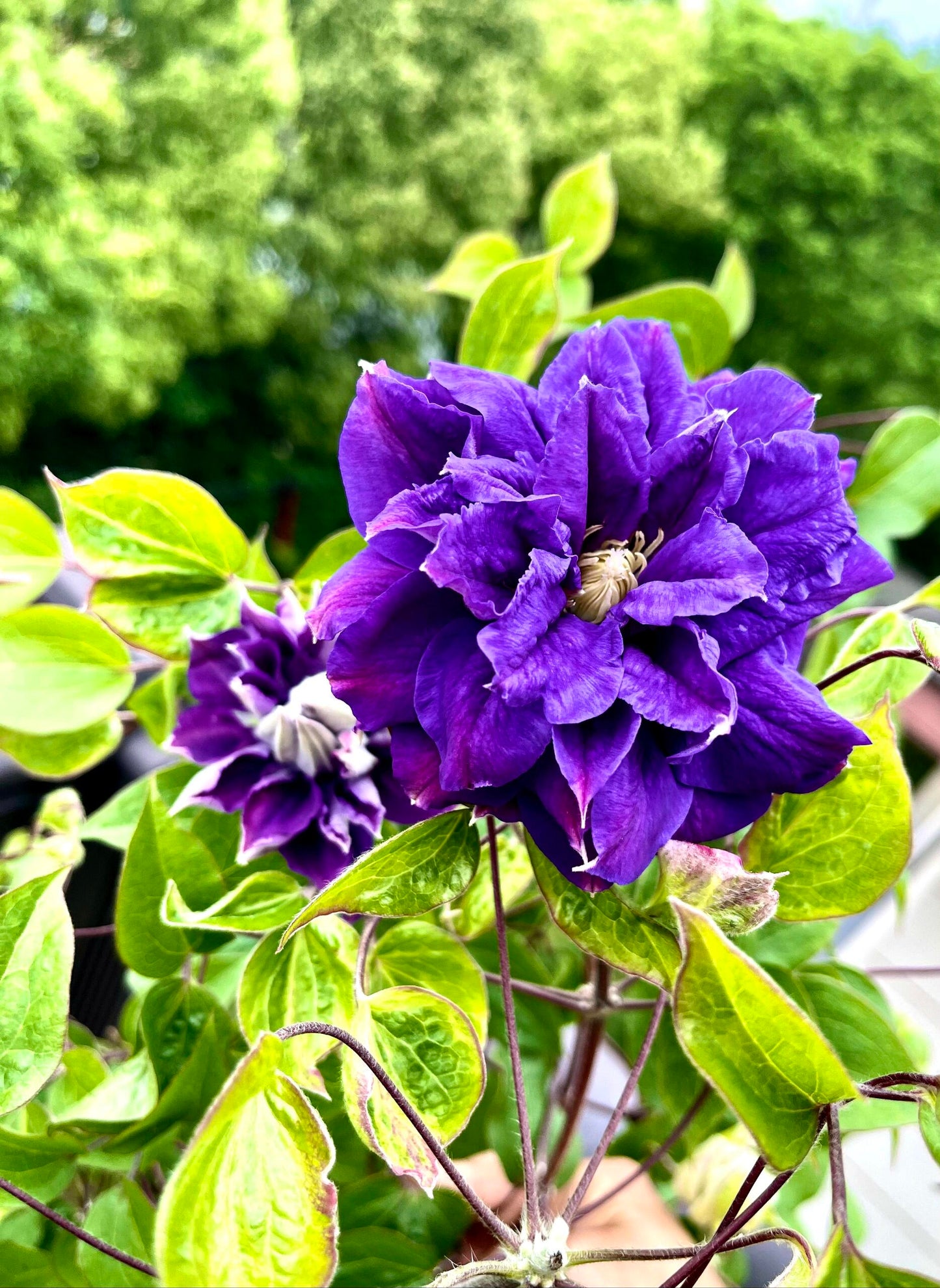 Clematis【Kiri Te Kanawa】- LivePlant｜Purple Double flowering｜卡瓦娜