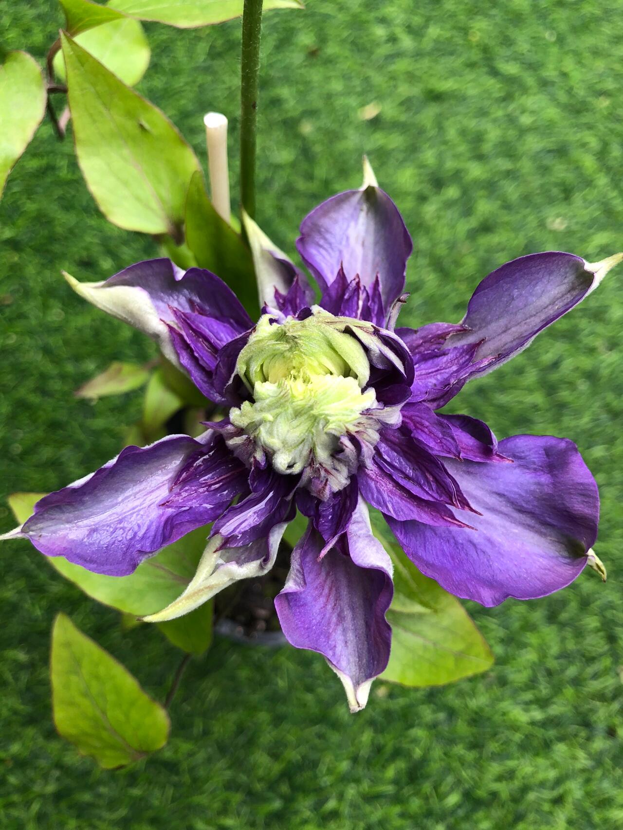 Clematis【Suisei Nigou｜スイセイ２号】- 9P LivePlant｜Japanese Rare Clematis｜水星二号｜彗星二号