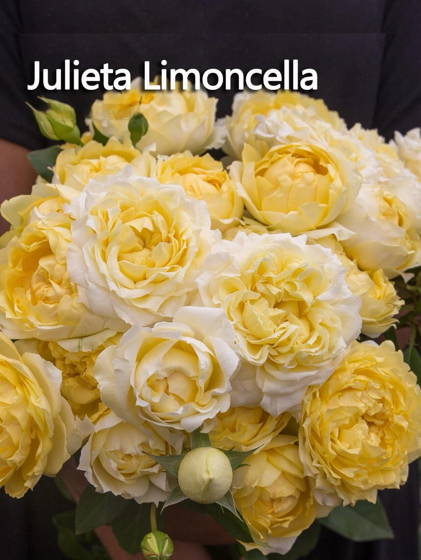 Rose【Julieta Limoncella】-OwnRoot LivePlant｜柠檬朱丽叶塔｜Inche&Floribunda Rose| Extended vase life| Cut Flower| Fetching| Lemon| Everbloomer