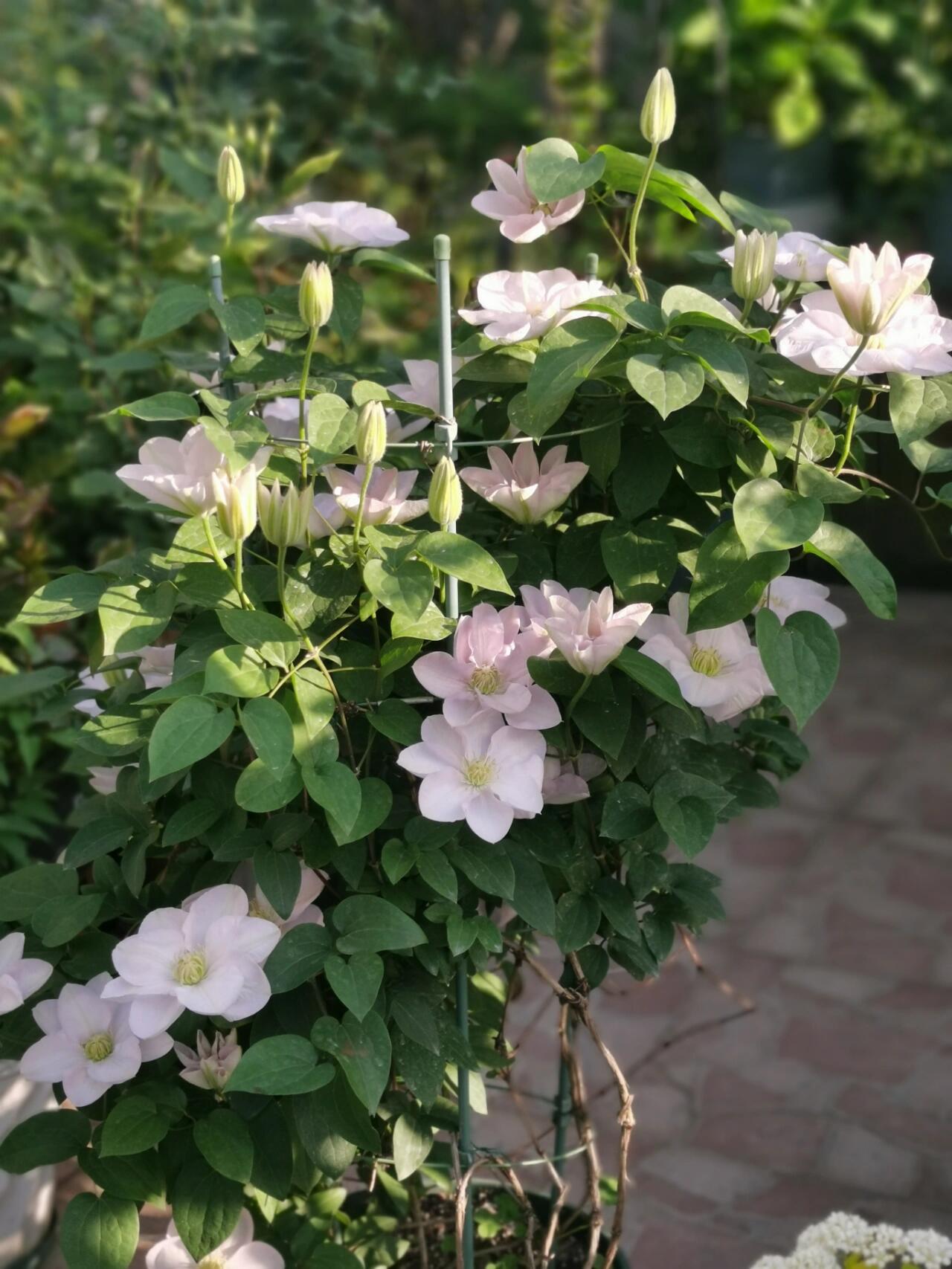 Rare Clematis【Innocent Blush】-LivePlant｜羞答答｜7 Lucky Petals｜