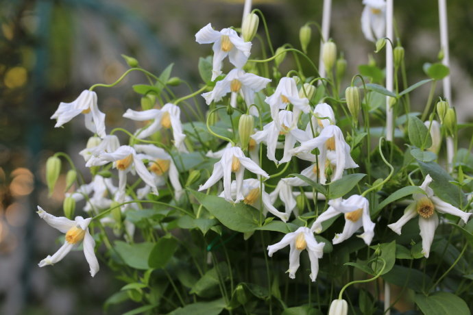 Clematis【Twinkle】- LivePlant｜Clematis Integrifolia 闪烁｜Cold hardy｜Cut Flower