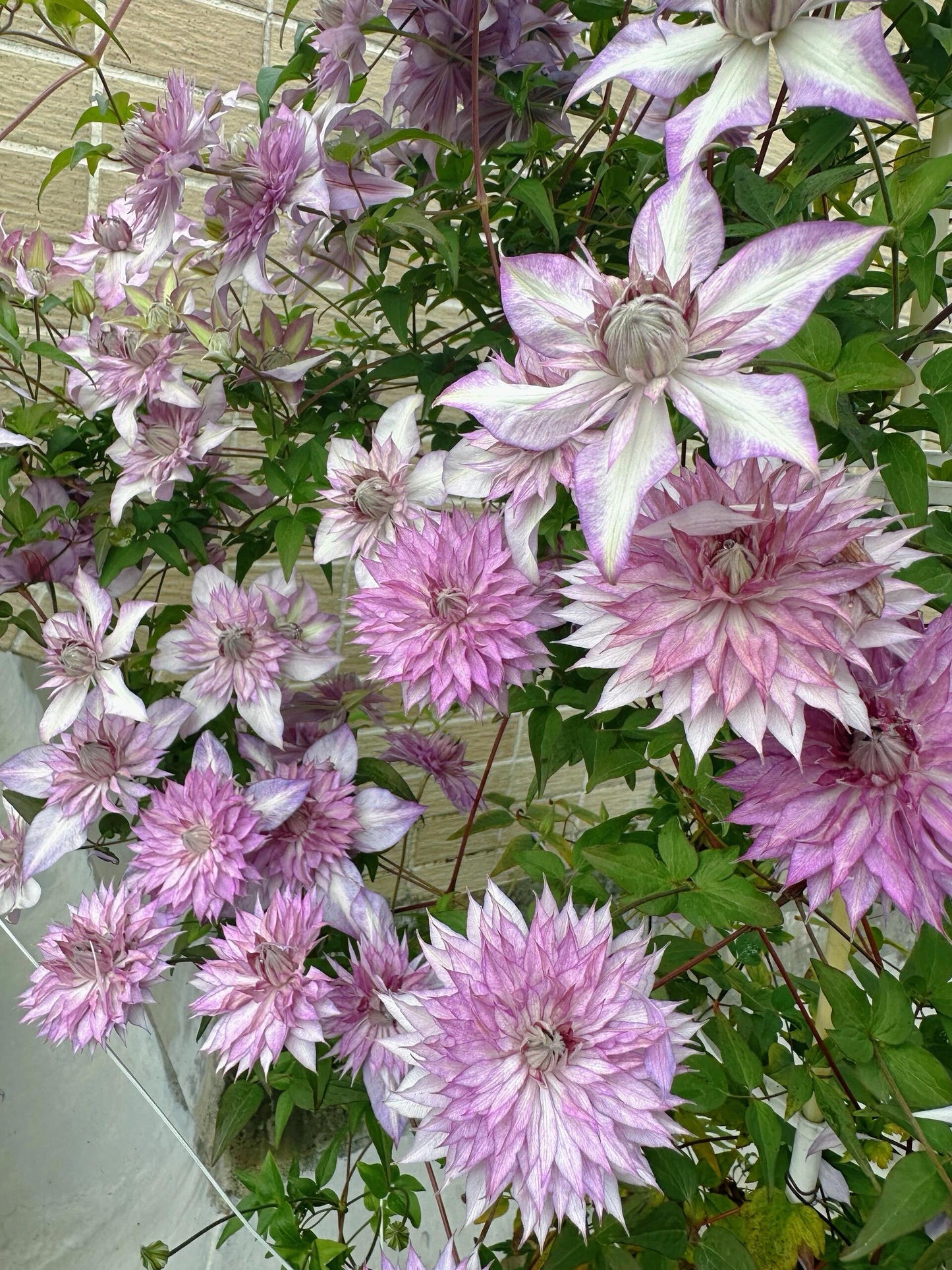 Clematis【Lady Kyoko | レディ・キョウコ】 -9P Live Plant- Japanese Rare Clematis| 恭子小姐 | 新旧両枝咲き|