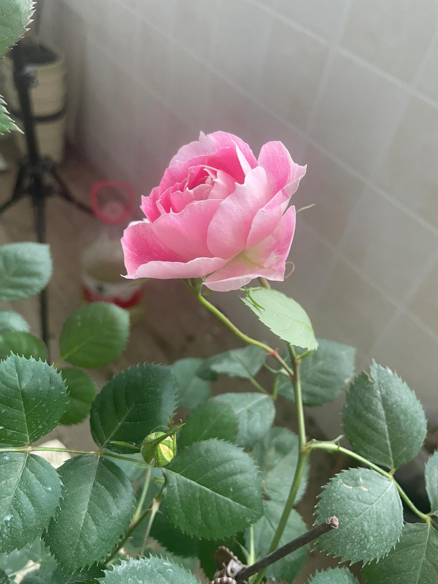 Rose【Carefree Wonder】- 1 Gal LivePlant｜仙境