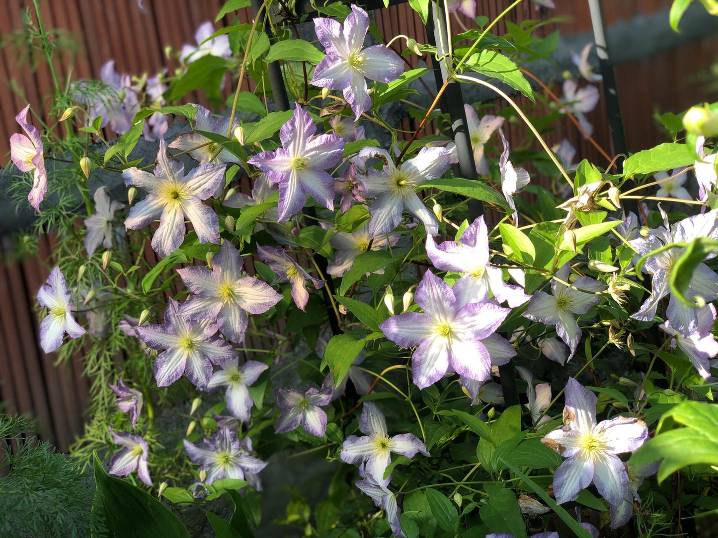 Clematis【Blue Angel| あおてんし】-Live Plant｜蓝天使| Rare Pleated Petals| Easy 2Grow| Hardy| Large Flowering| Strong Growth| Pot Friendly| Shade Vine