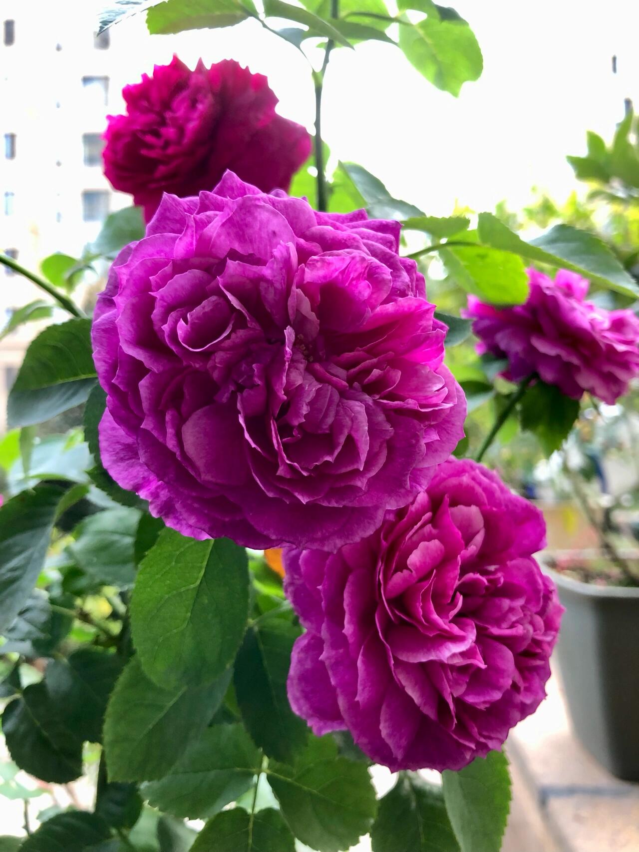 Rose【Ci Xuan| 慈萱| Serene Grace】- Rare New Variety 2020｜Popular|Tian Lang | Large Bloom｜Perfumed| Floribunda Rose| Strong Growth| Everbloomer