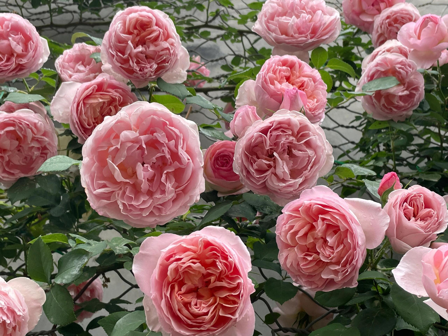 Climbing Rose【Dames de Chenonceau】- 1.5 Gal OwnRoot LivePlant｜舍农索城堡的女人｜ Large Bloom｜