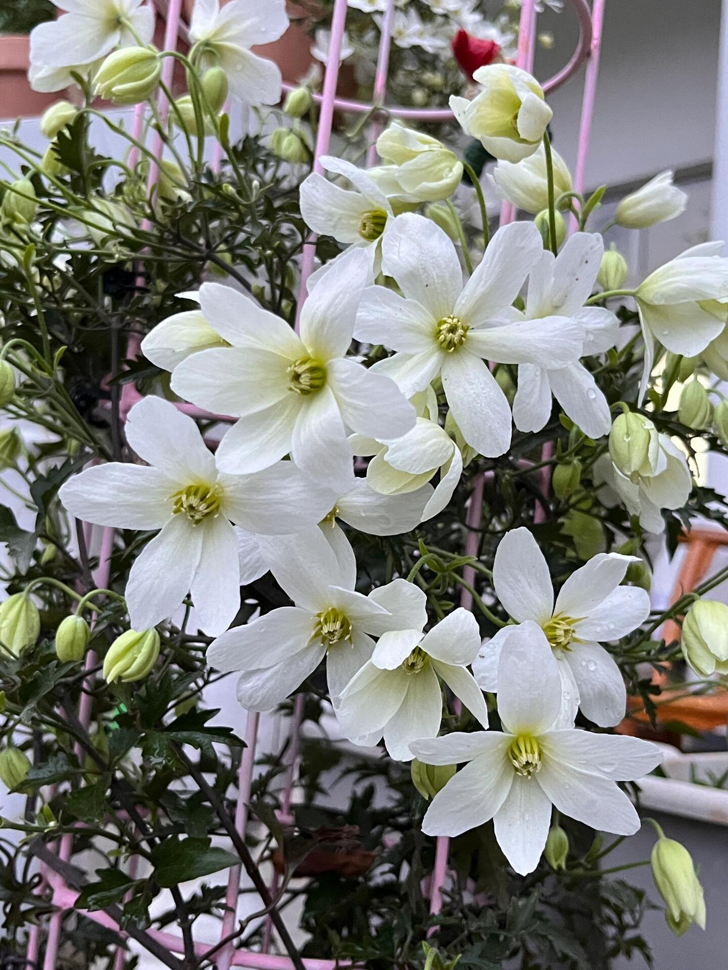 Clematis【Avalanche】-LivePlant｜雪崩｜Popular White Clematis