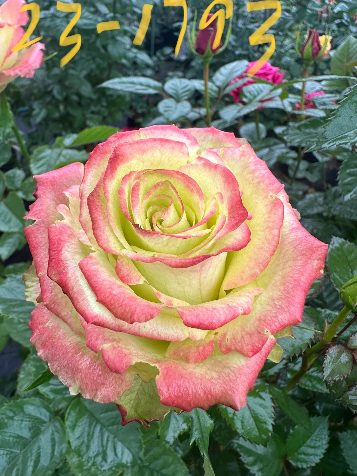 Rose【Green Apple｜グリーンアップル| 青苹果】- OwnRoot LivePlant｜New Variety Florists Rose| Large Flower| Extended vase life| Vivid Colors| Gradient