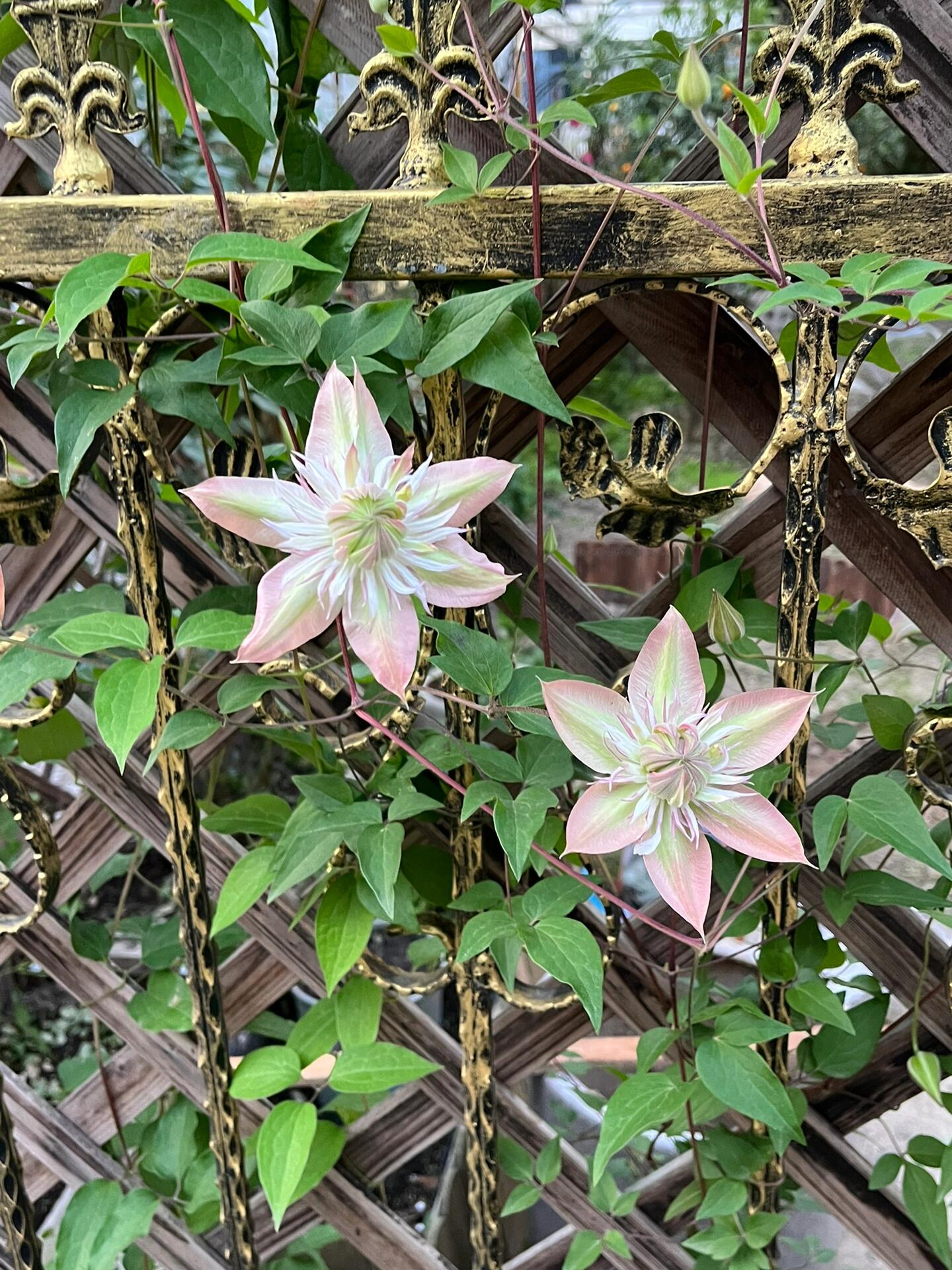 Clematis 【Shamshe】- 9P LivePlant| Double-flowered| Cold Hardy| 昼天使| 桃万重| Heat Resistant