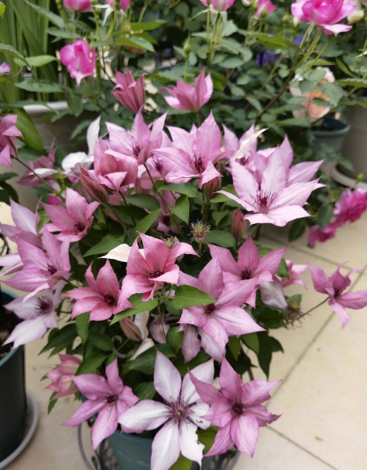 Clematis【Giselle】- LivePlant｜吉赛尔｜Large Flower｜Vintage Pink| Cold Hardy| Exquisite| Flower Waterfall| Beginner-Friendly| Compact Patio| Vine