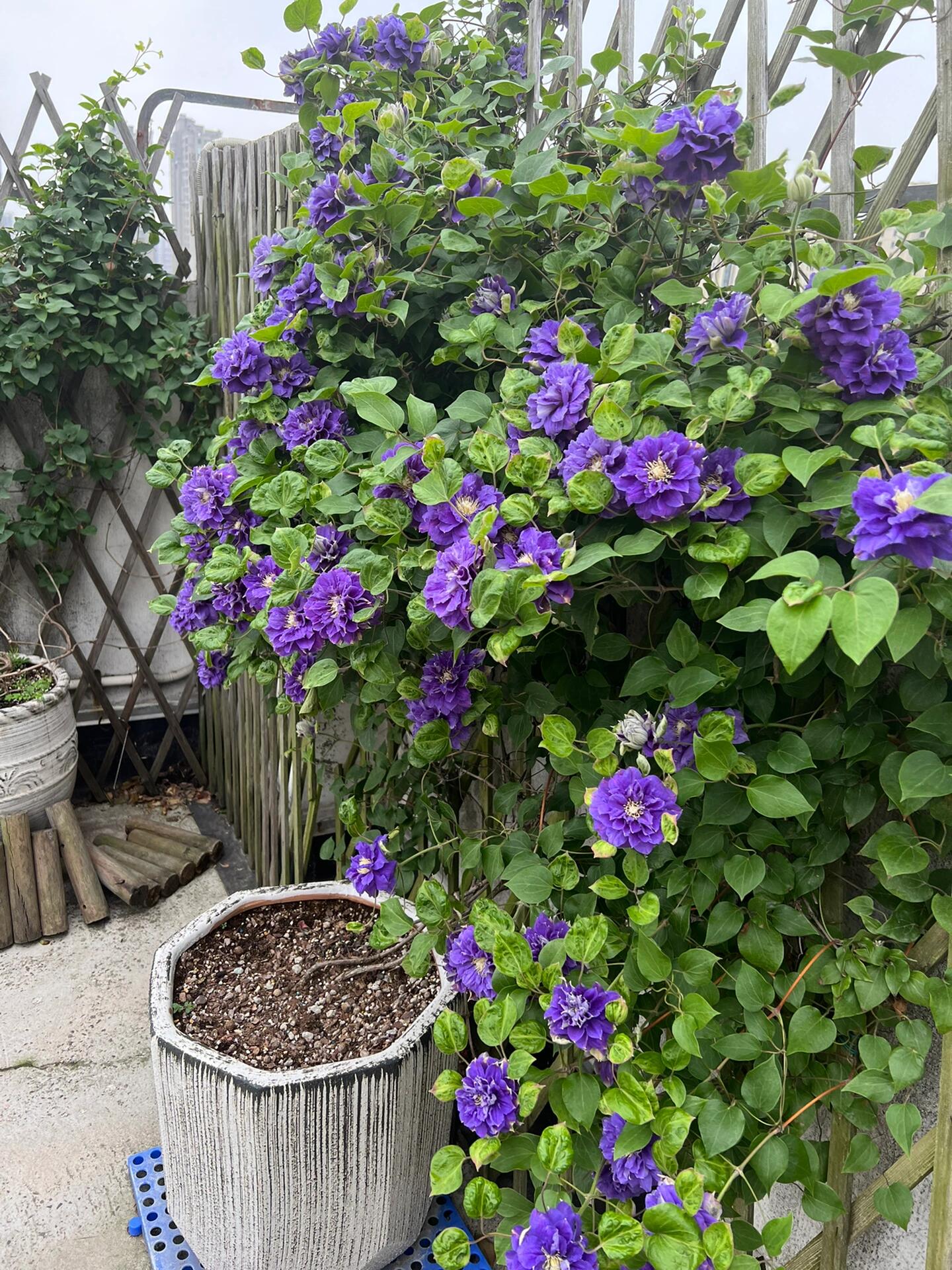 Clematis【Kiri Te Kanawa】- LivePlant｜Purple Double flowering｜卡瓦娜