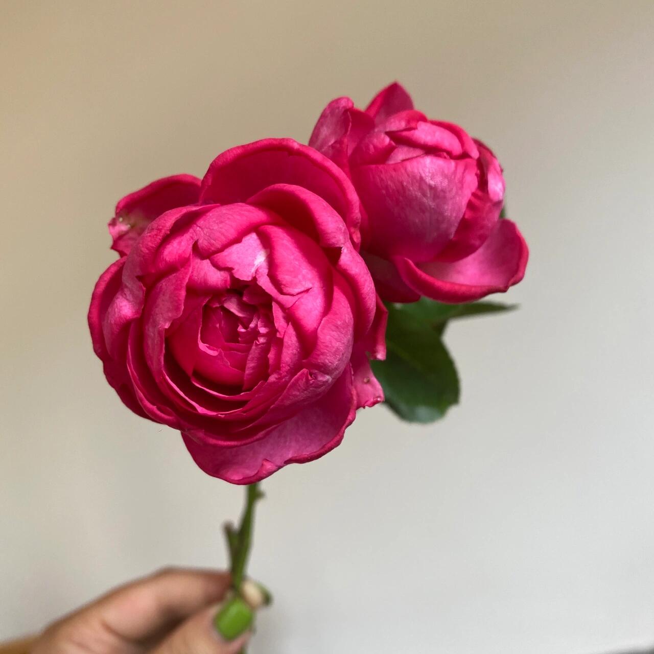 Rose【Yves Sunrise｜イヴサンライズ】- 1 Gal Own Root LivePlant｜ Rare Japanese Perfume Rose｜Large Bloom ｜伊芙日出| Redolent| 爱神拂晓| 木立バラ