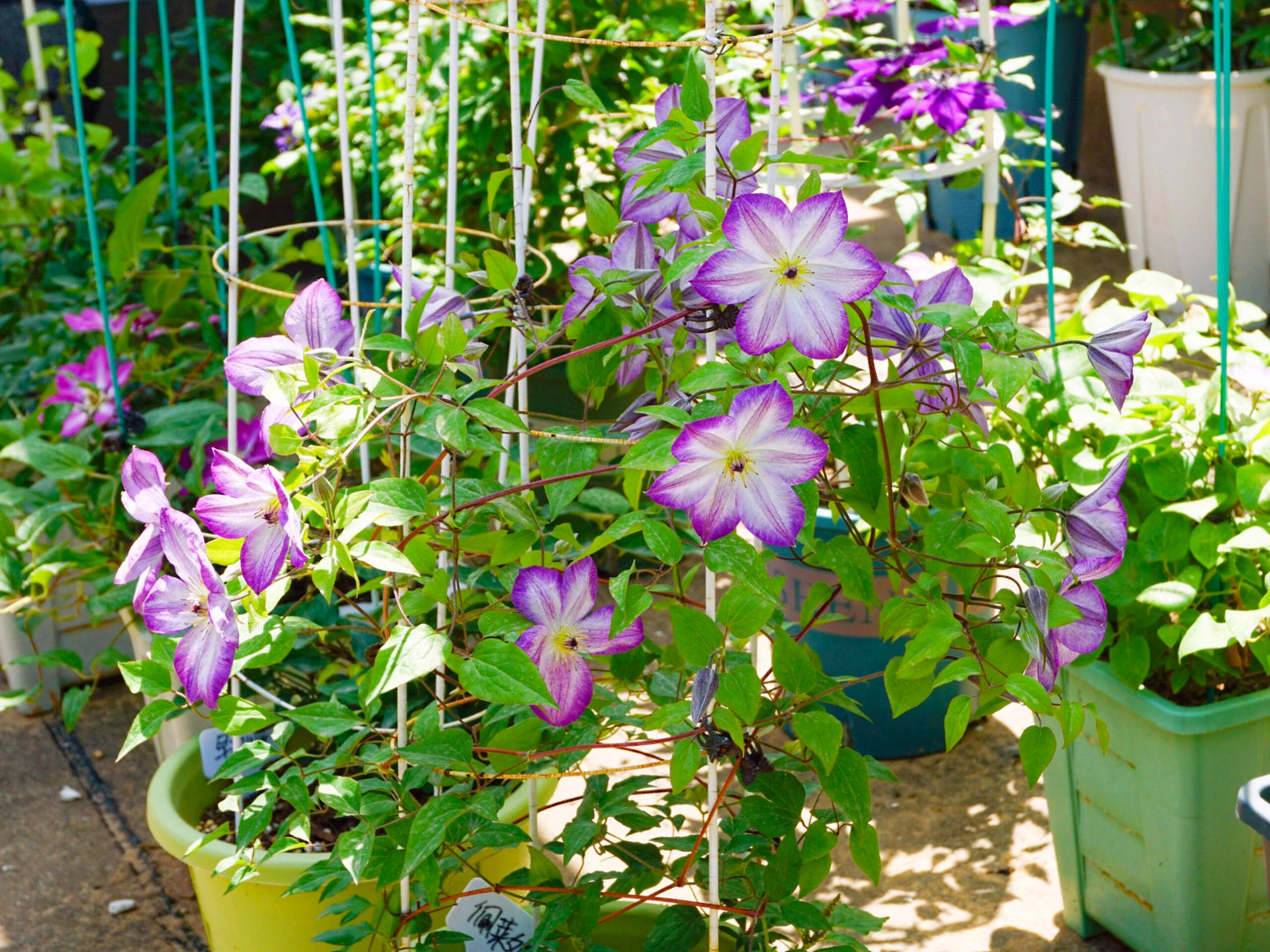 Clematis【Pernille】- LivePlant- 佩莱尼| Cold Hardy| Low Maintenance| Rich Color| Pollinator Friendly| Strong Growth| Cute Flower| Adaptable|Vine