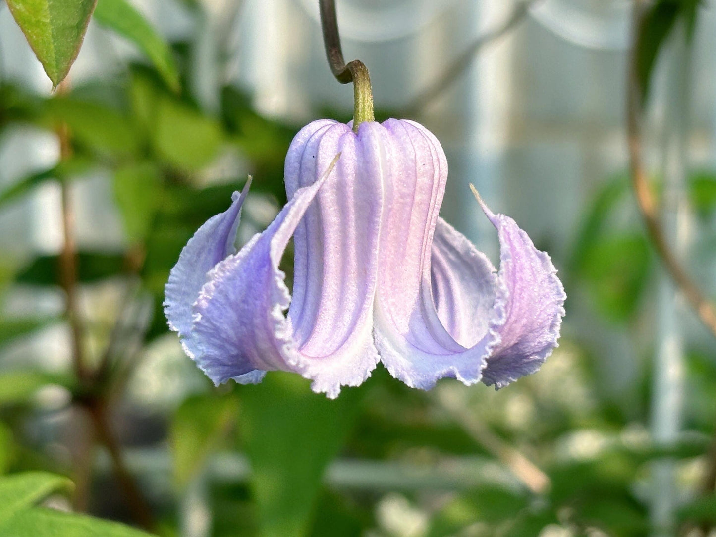 Blue Octopus Clematis【クリスパ・エンジェル| Crispa Angel】-LivePlant｜克里斯帕天使｜Bell-shaped｜Clematis florida var. sieboldiana｜タコクレマチス