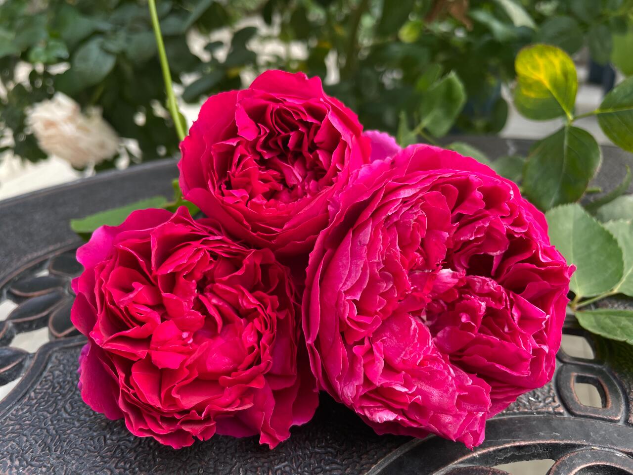 Rose【Ephemeral Grace｜Jing Hong｜惊鸿】- New Variety-2021｜1.5 Gal OwnRoot｜Heat Resistant｜Large Bloom 12cm+｜