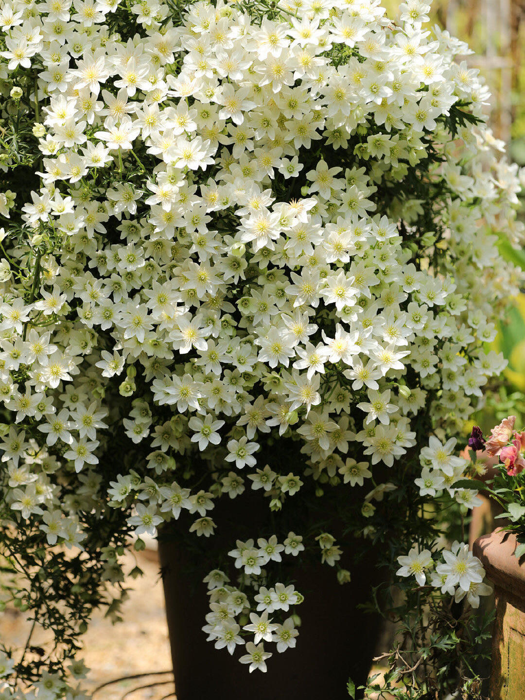 Clematis【Avalanche】-LivePlant｜雪崩｜Popular White Clematis