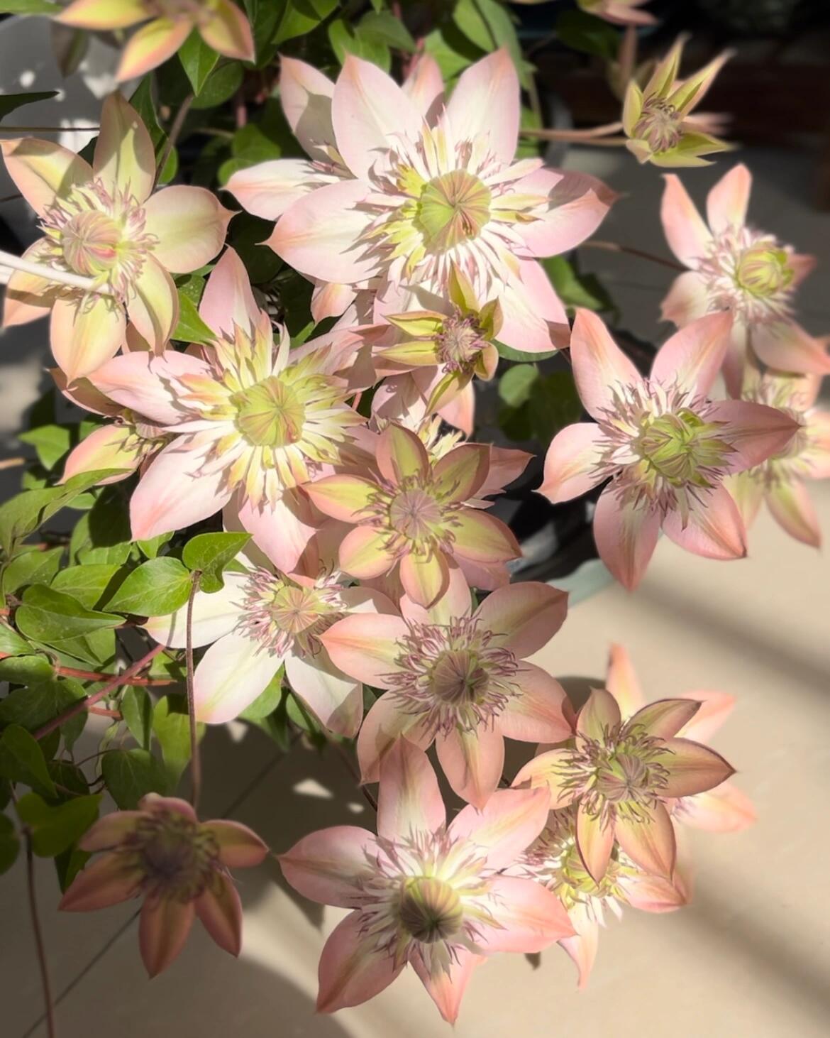 Clematis 【Shamshe】- 9P LivePlant| Double-flowered| Cold Hardy| 昼天使| 桃万重| Heat Resistant