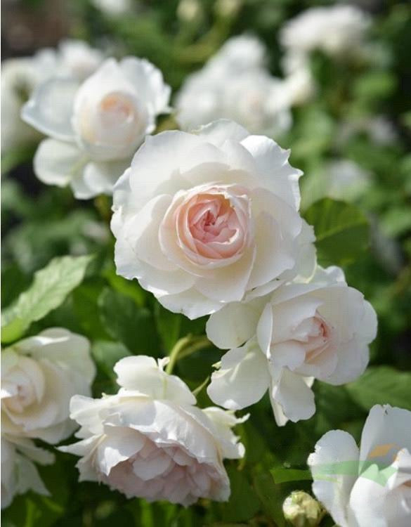 Rose【Aube Legere｜オーブ・レジェール】- 5 Gal Live Plant｜黎明天空｜Less Thorns｜Ever-Blooming｜New Variety 2019