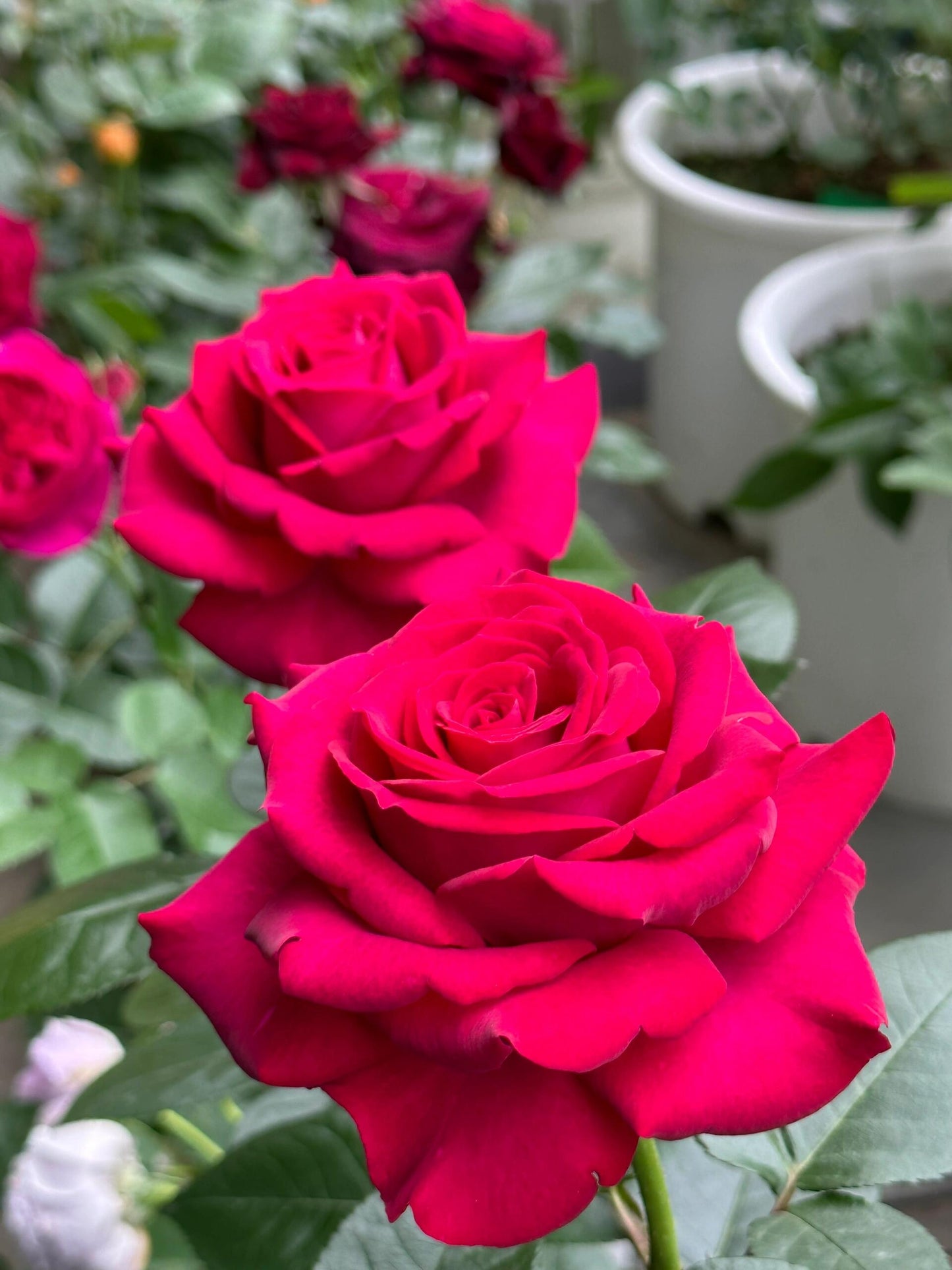 Rose【Belles Rives| Stiletto】- 1.5Gal OwnRoot LivePlant| Love Rosa｜Cheery Red｜美人丽芙| Bloom Repeatedly| Intense Fragrance| Cutting Rosa