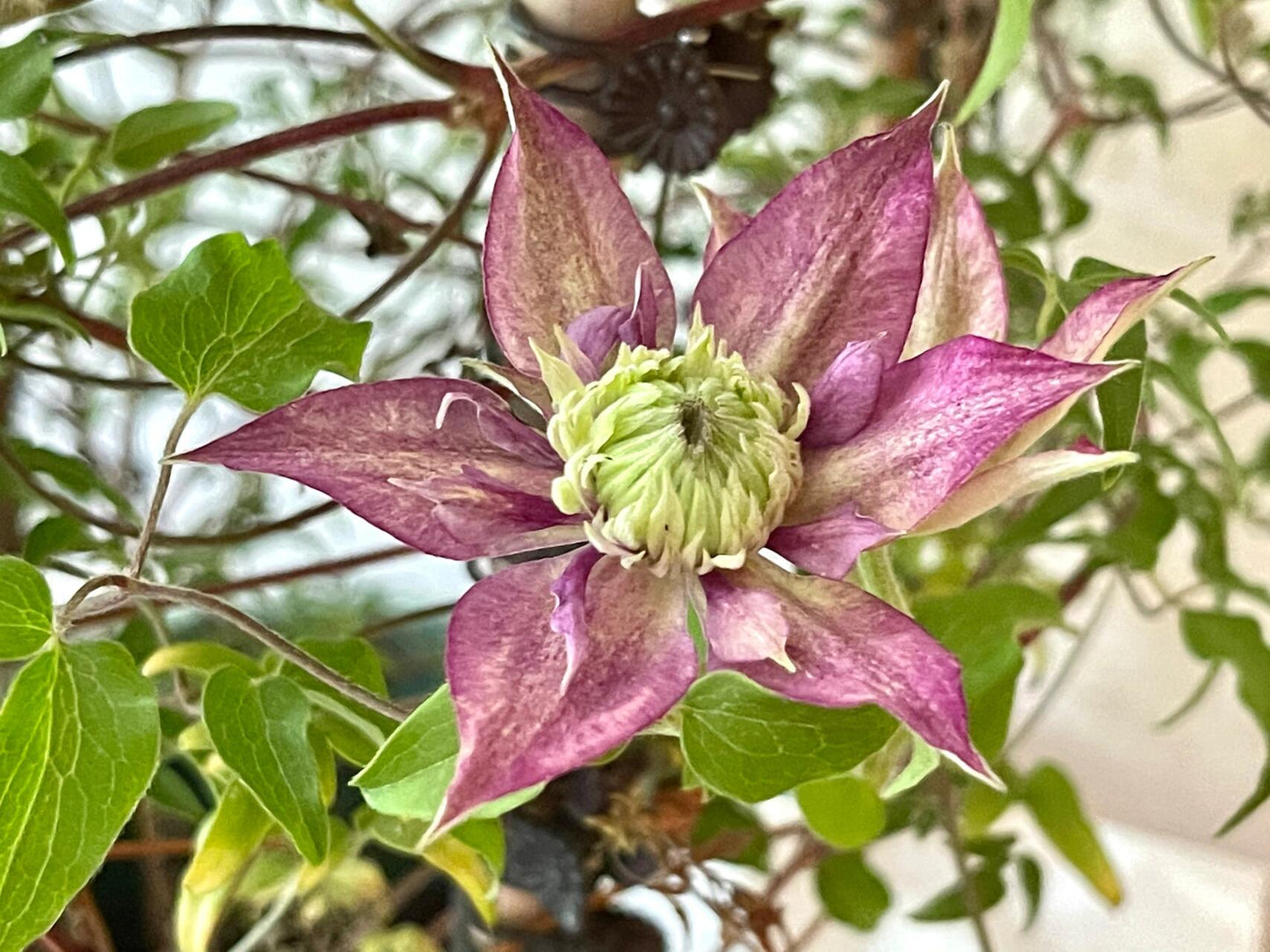 Clematis 【Shishimaru | ししまる】-10P 紫子丸| Heat Resistant| Good Winter Hardiness | Rarities  Japanese Collection|