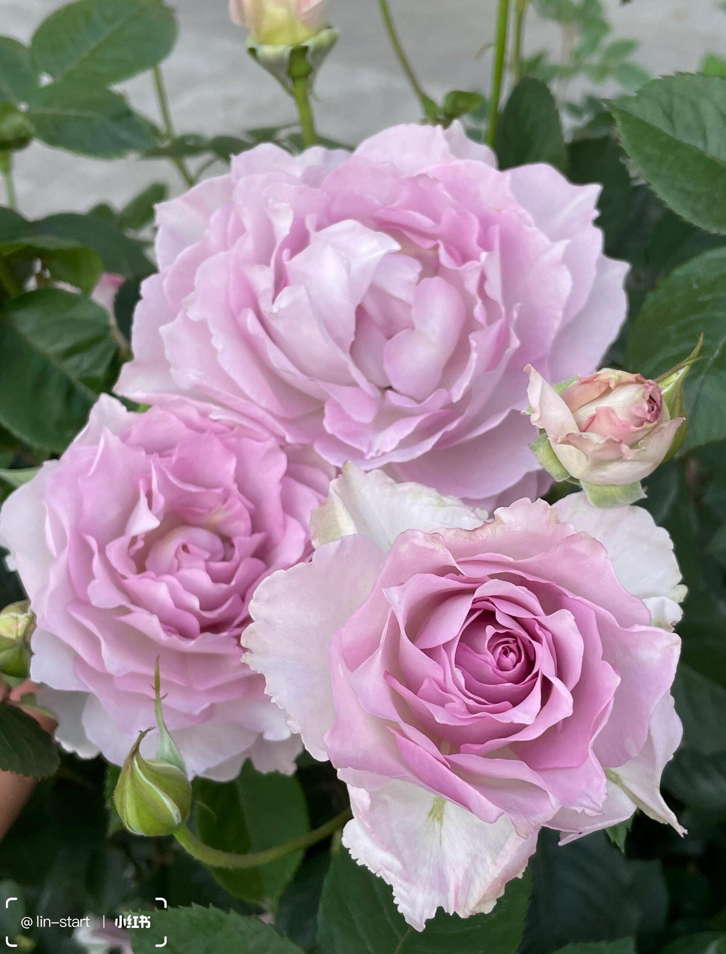 Rose【Lu Ning Xiang｜露凝香| Dew Serenade】- 1.5Gal OwnRoot LivePlant| Heat Resistant| Redolent| Less-Thorns| Dreamy| Highly Recommended| New 2022