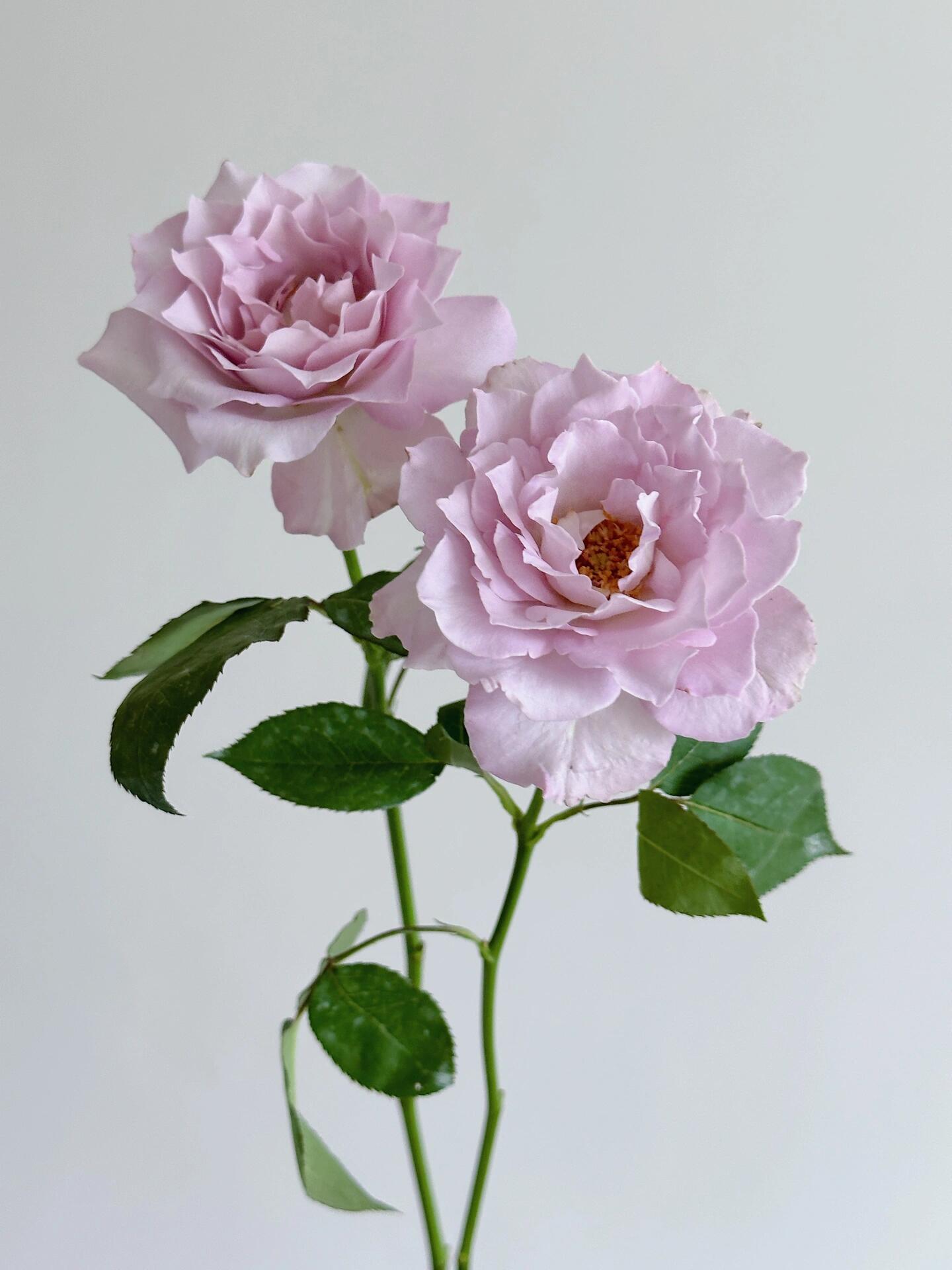 Rose【C'estMignon｜セミニョン】-2Gal OwnRoot LivePlant｜小乖乖 ｜Junko Kawamoto｜Grayish purple｜Strong scent｜可爱精灵