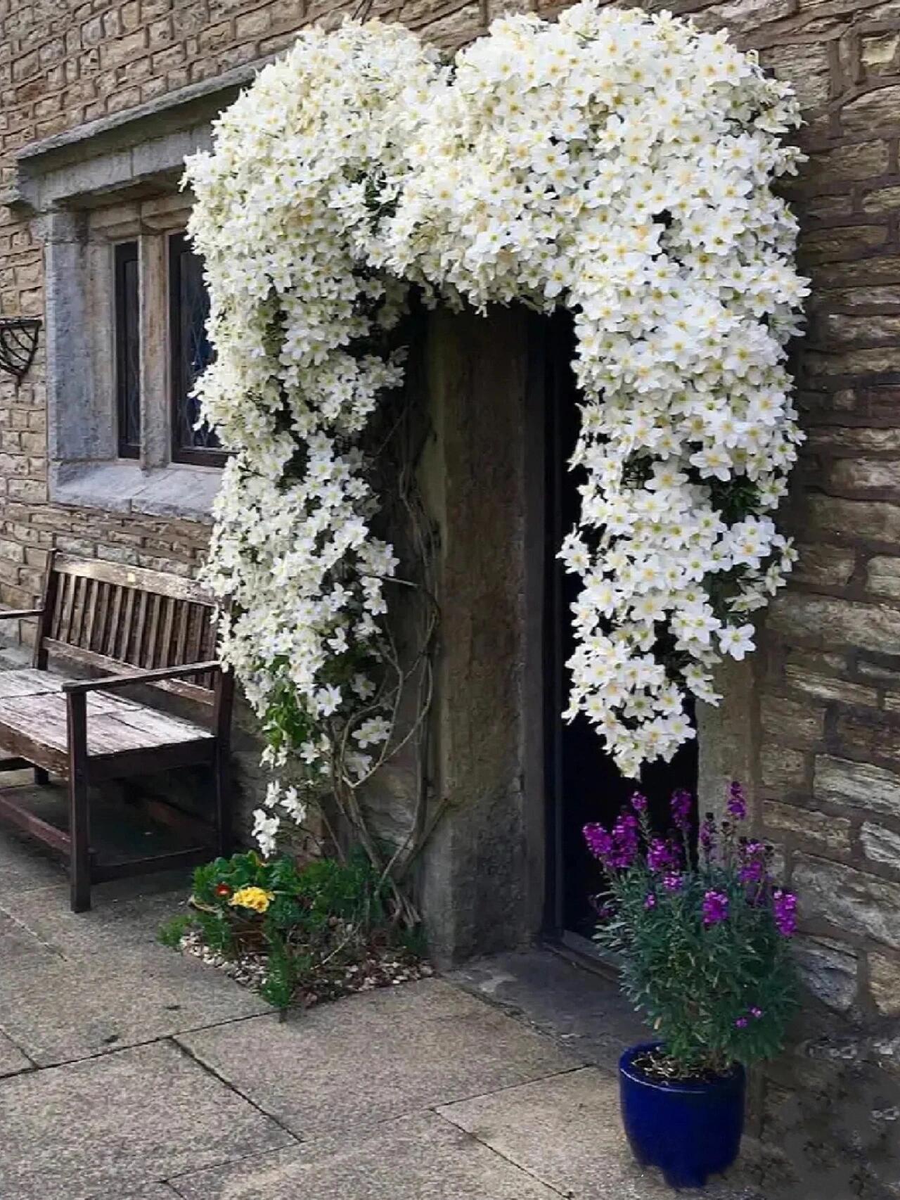 Clematis【Avalanche】-LivePlant｜雪崩｜Popular White Clematis