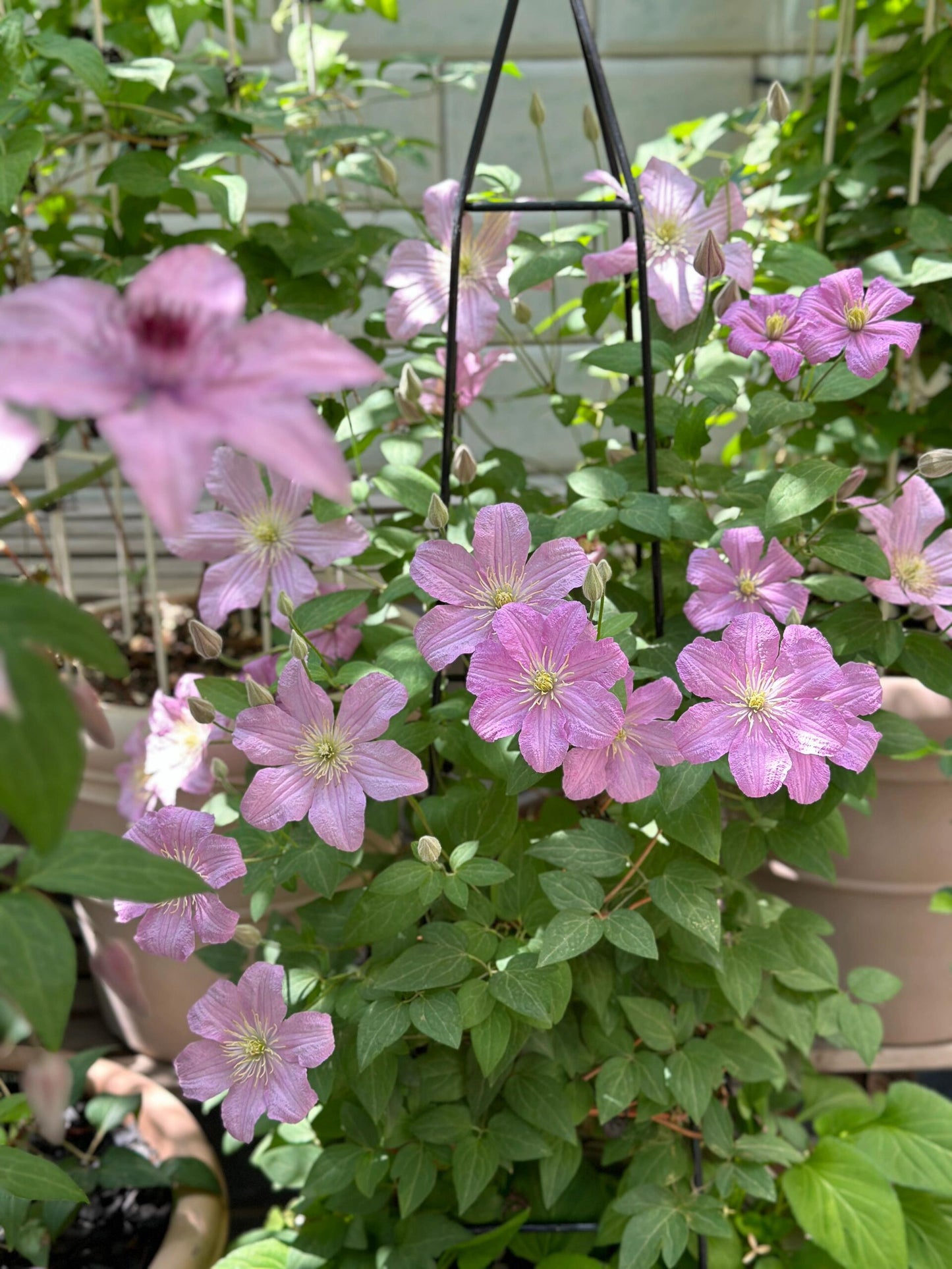 Clematis【Comtesse de Bouchaud】- LivePlant｜包查德 女侯爵｜Cute Flower