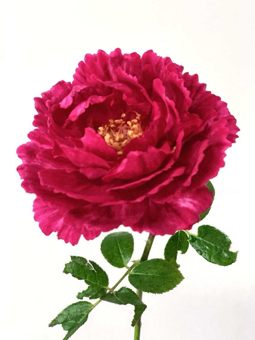 Rose【Ligare｜リガーレ】- 真彩 230| Striped | 领带| Heat Resistant| Intense Fragrance| Peony Bloom| Floribunda | Wave Petals