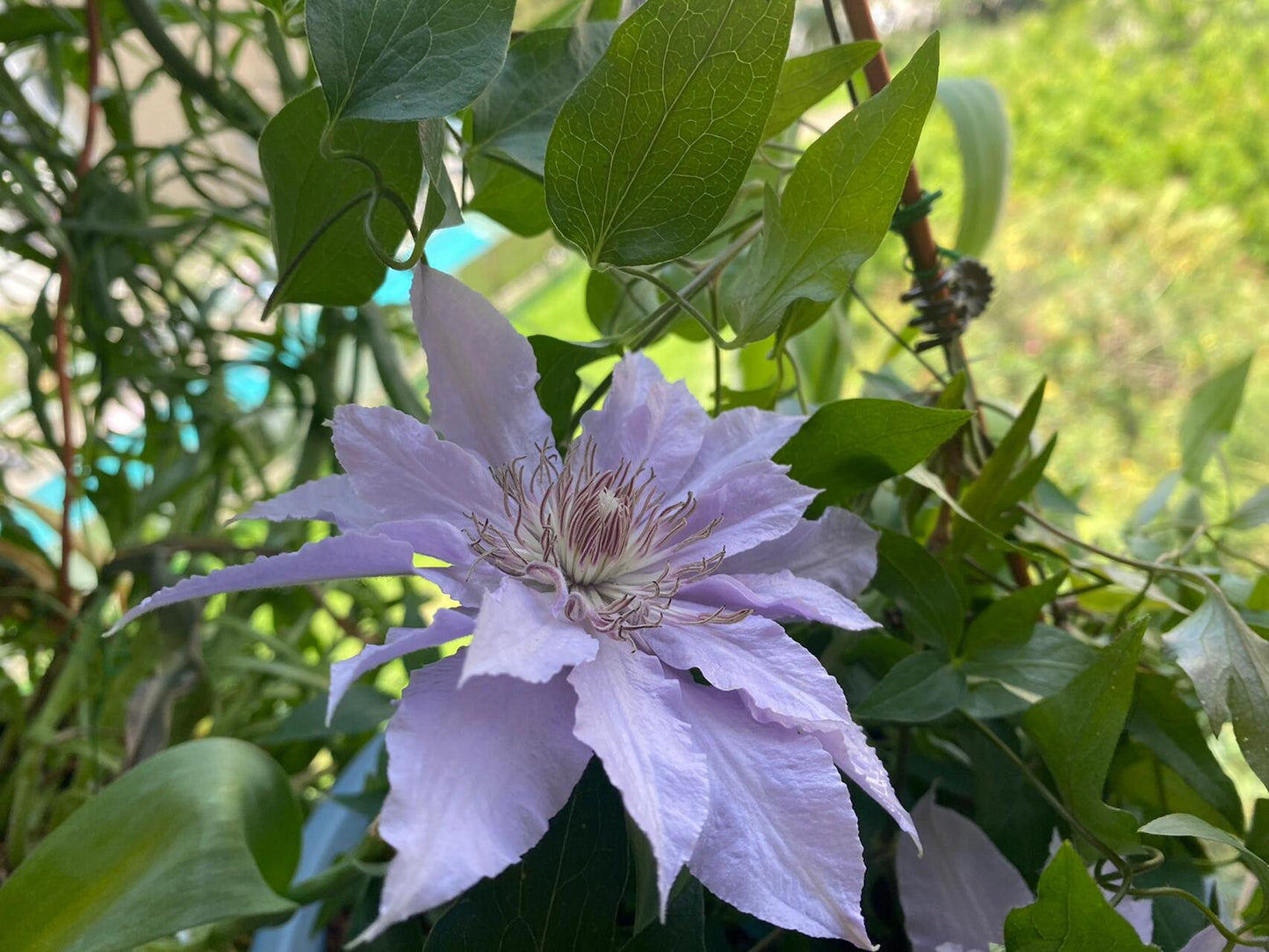 Clematis【Filigree】- LivePlant｜金银丝/ 故里｜Dwarf Clematis