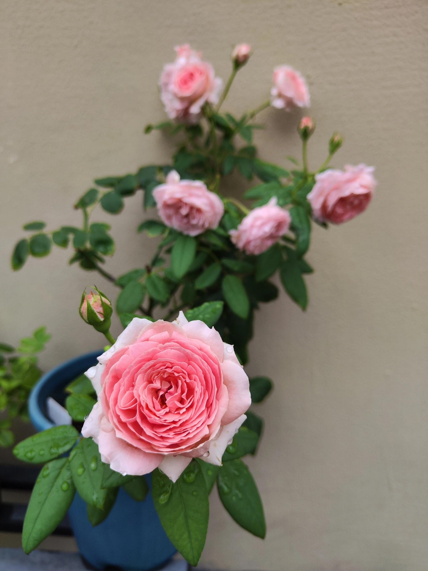 Rose【Anne-Sophie Pic】-1.5 Gal OwnRoot LivePlant｜安索菲比克｜Heat-Resistant