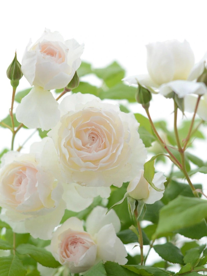 Rose【Shizuku｜しずく】-1.5Gal OwnRoot LivePlant｜心之水滴| Extended vase life| Long florescence | Prolific blooming| Floribunda Rose| Everbloomer