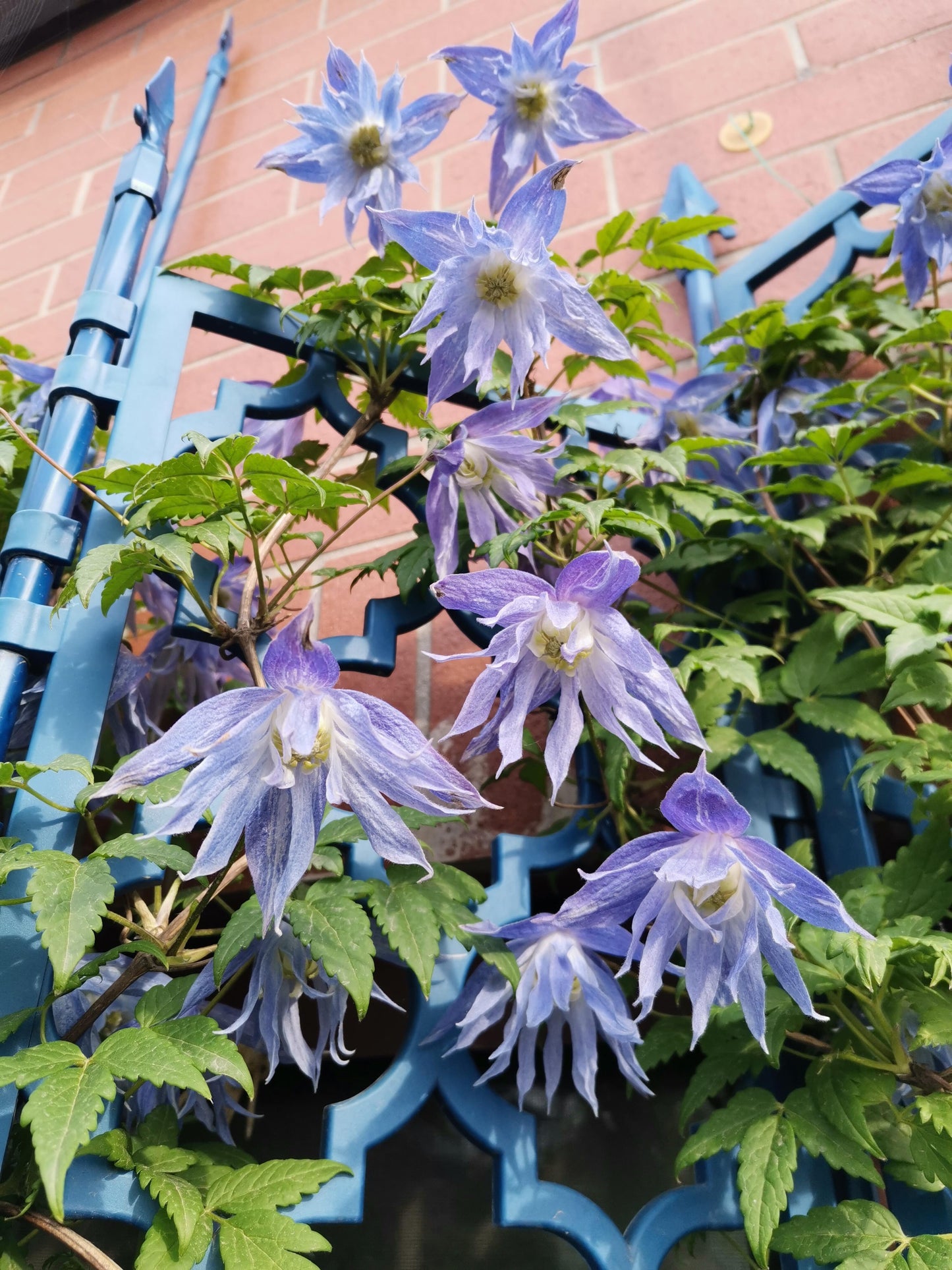 Rare Clematis【Maidwell Hall】- 12P LivePlant｜梅德维尔｜Fairy Dress｜Cold-hardy｜