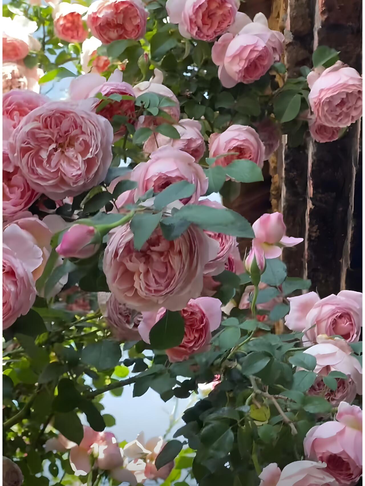 Climbing Rose【Dames de Chenonceau】- 1.5 Gal OwnRoot LivePlant｜舍农索城堡的女人｜ Large Bloom｜