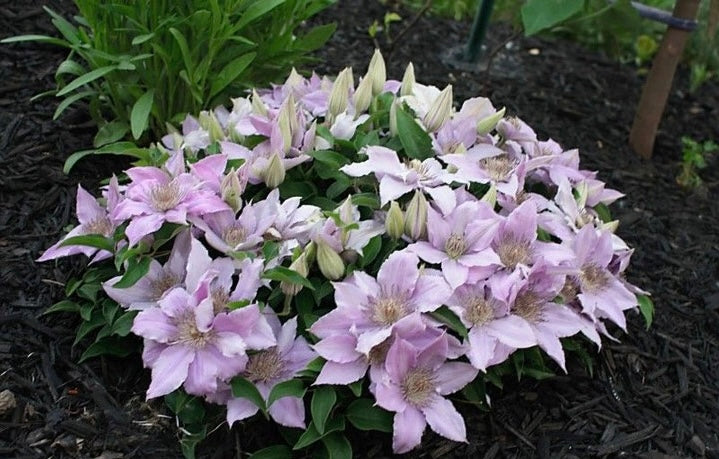 Clematis【Filigree】- LivePlant｜金银丝/ 故里｜Dwarf Clematis