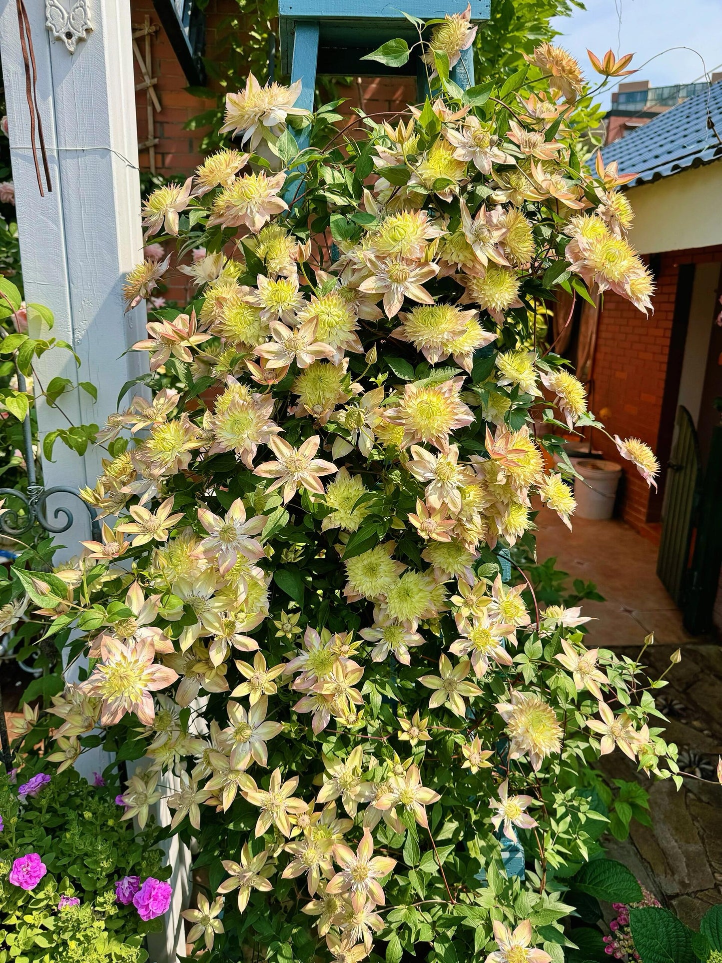 Clematis 【Shamshe】- 9P LivePlant| Double-flowered| Cold Hardy| 昼天使| 桃万重| Heat Resistant