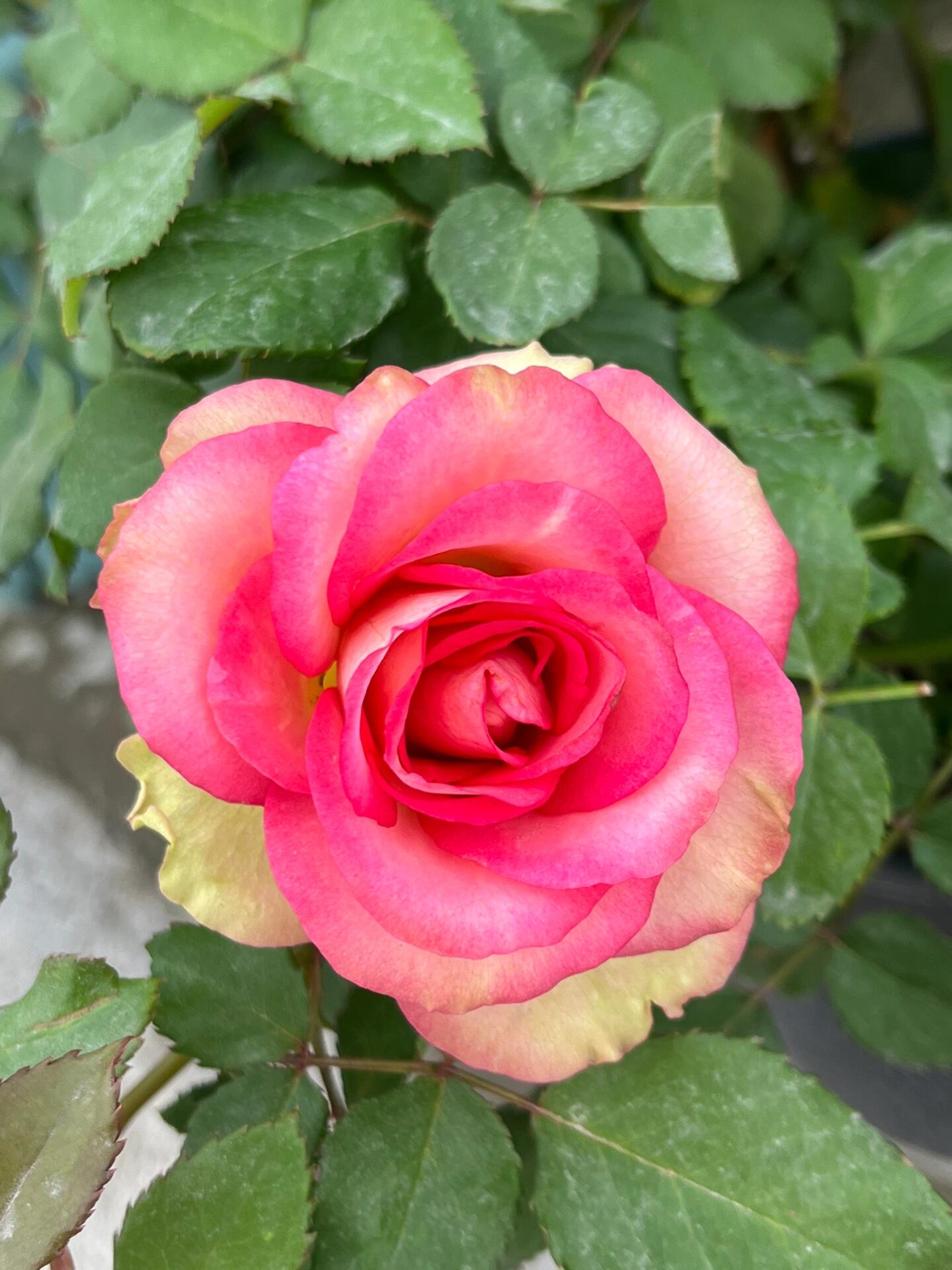 Rose is【Monroe】- 1.5 Gal OwnRoot Live Plant｜Cutting Rose 梦露